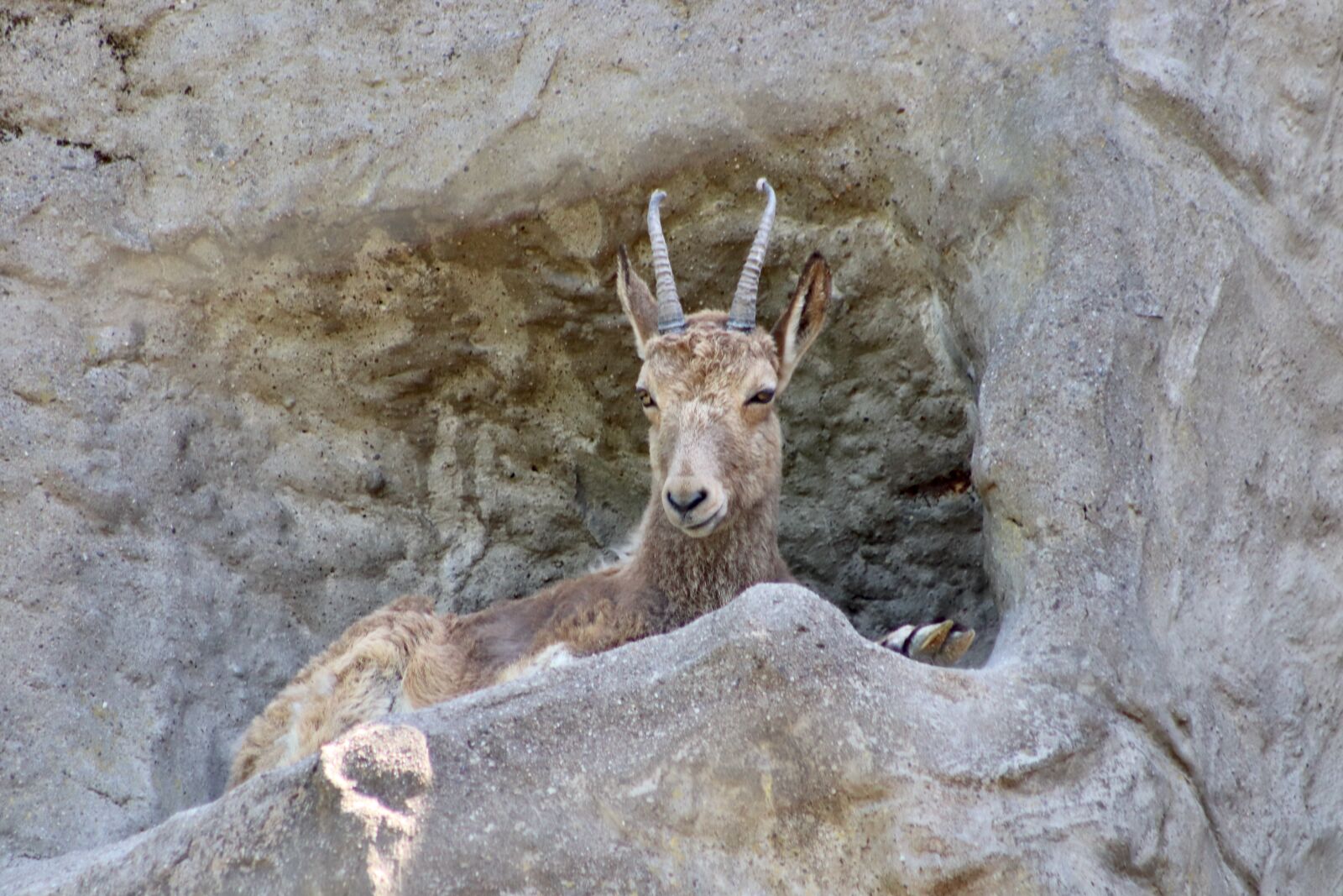 Canon EOS 800D (EOS Rebel T7i / EOS Kiss X9i) sample photo. Stone goat, capricorn, alpine photography