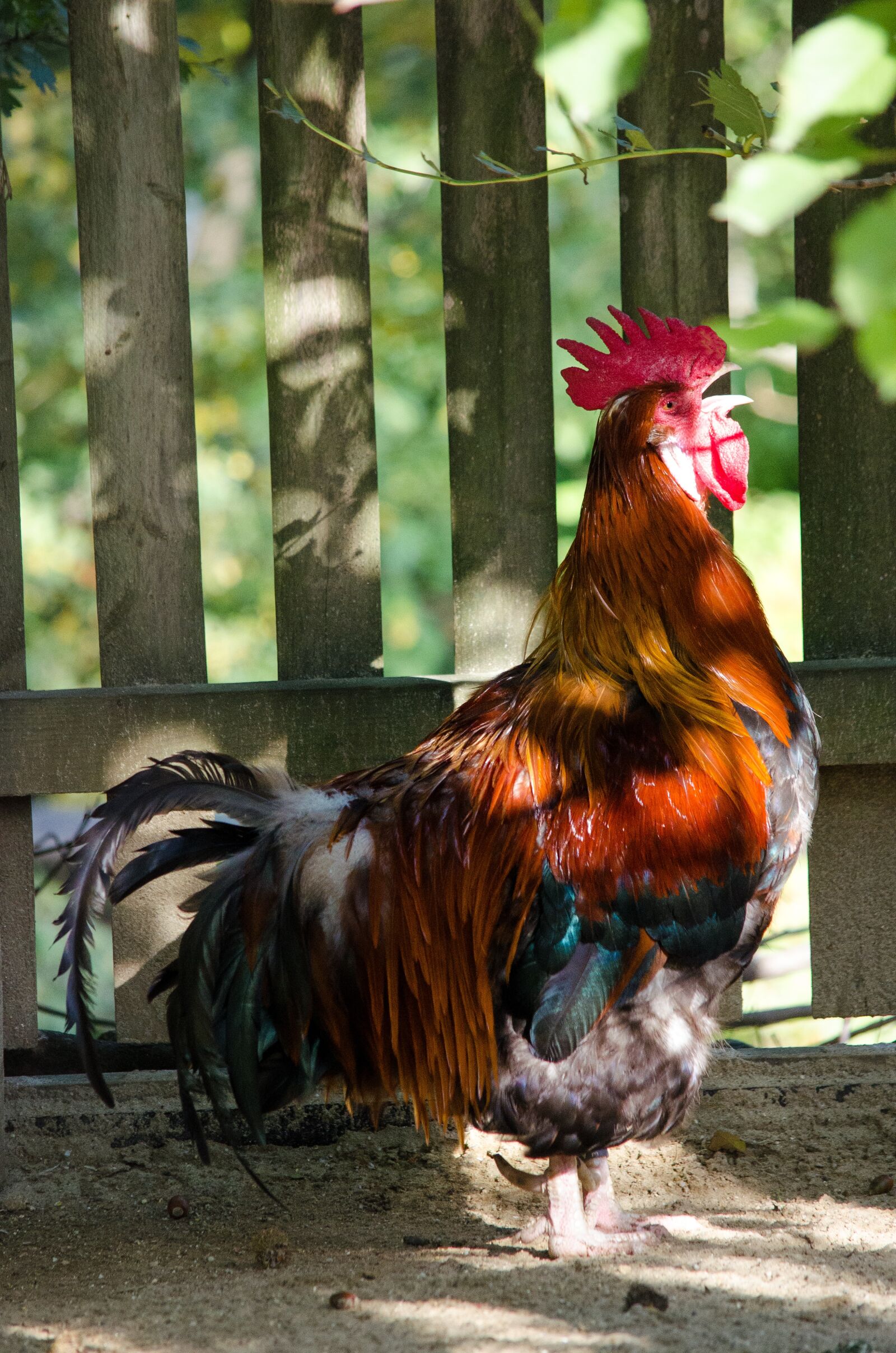 Nikon D5100 sample photo. Hahn, gockl, species photography