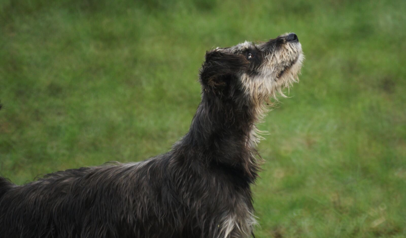 Sony Alpha DSLR-A390 sample photo. Nature, the, field photography