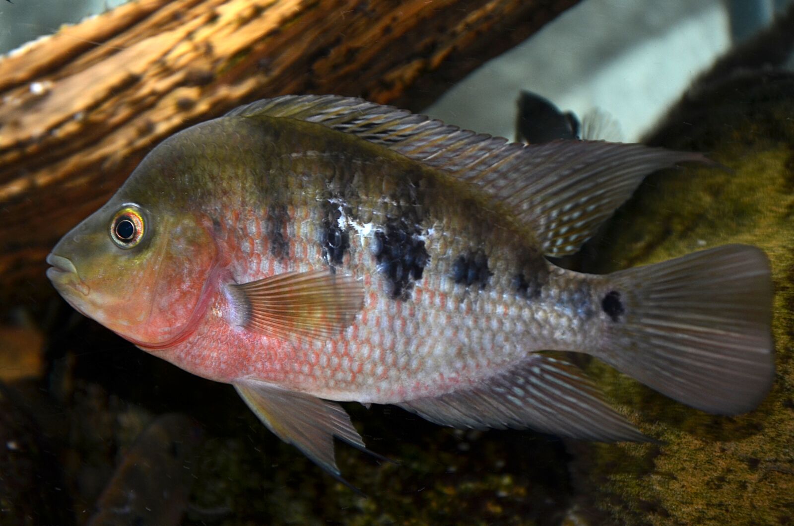 Nikon D5100 sample photo. Amphilophus, hogaboomorum, cichlids photography