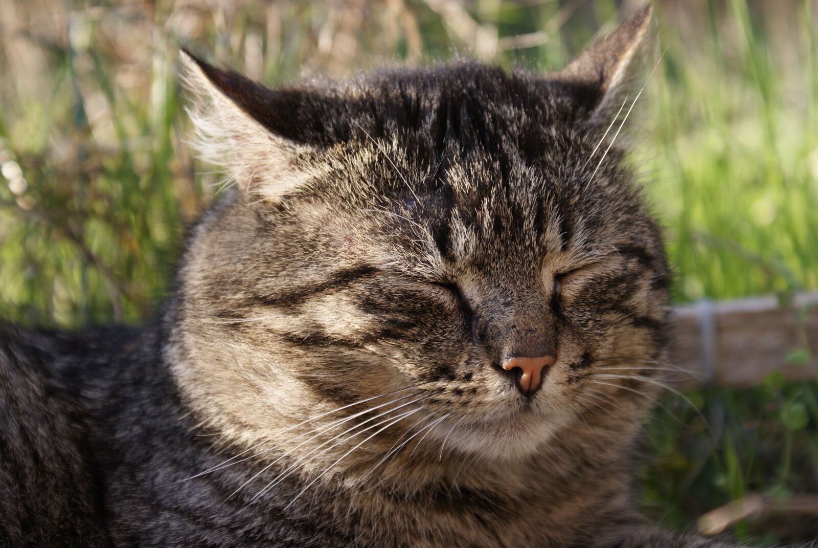 Sony Alpha DSLR-A200 sample photo. Cat, feline, animals photography