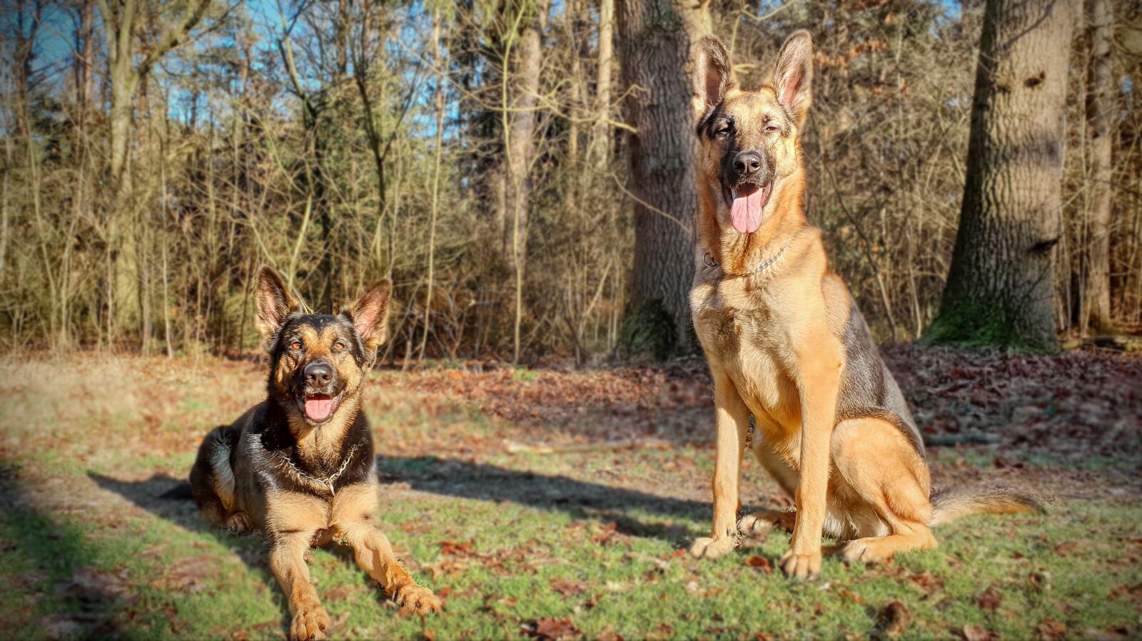 Samsung SM-G965F sample photo. Dogs, shepperd, portrait photography