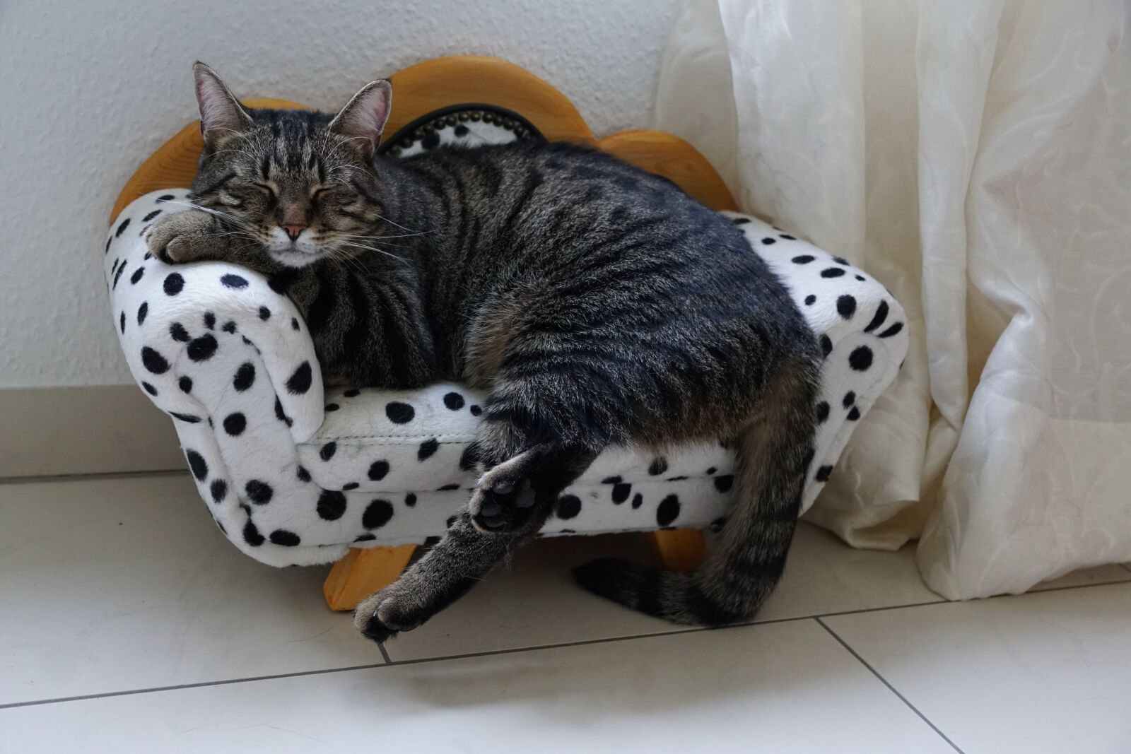 Sony ILCA-77M2 + Sony DT 16-50mm F2.8 SSM sample photo. Animal, cute, pet photography