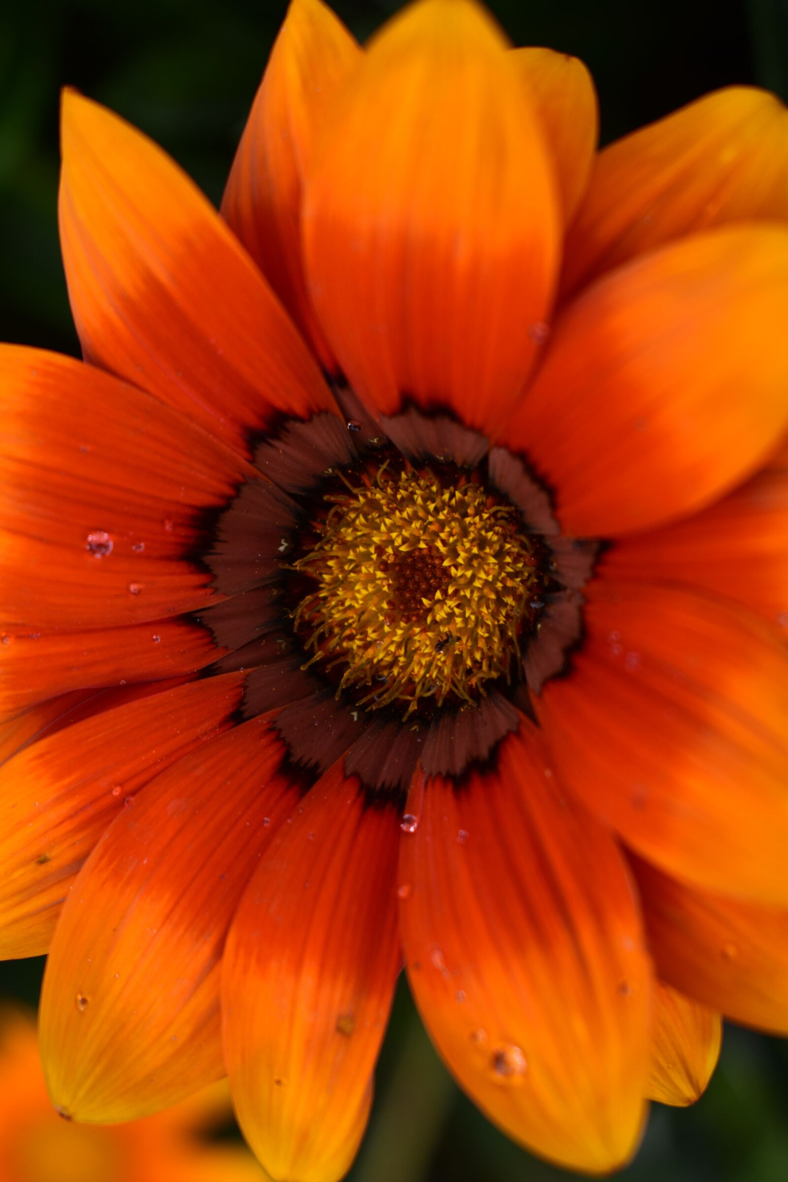 Nikon D3400 sample photo. Flower, beautiful flower, delicate photography