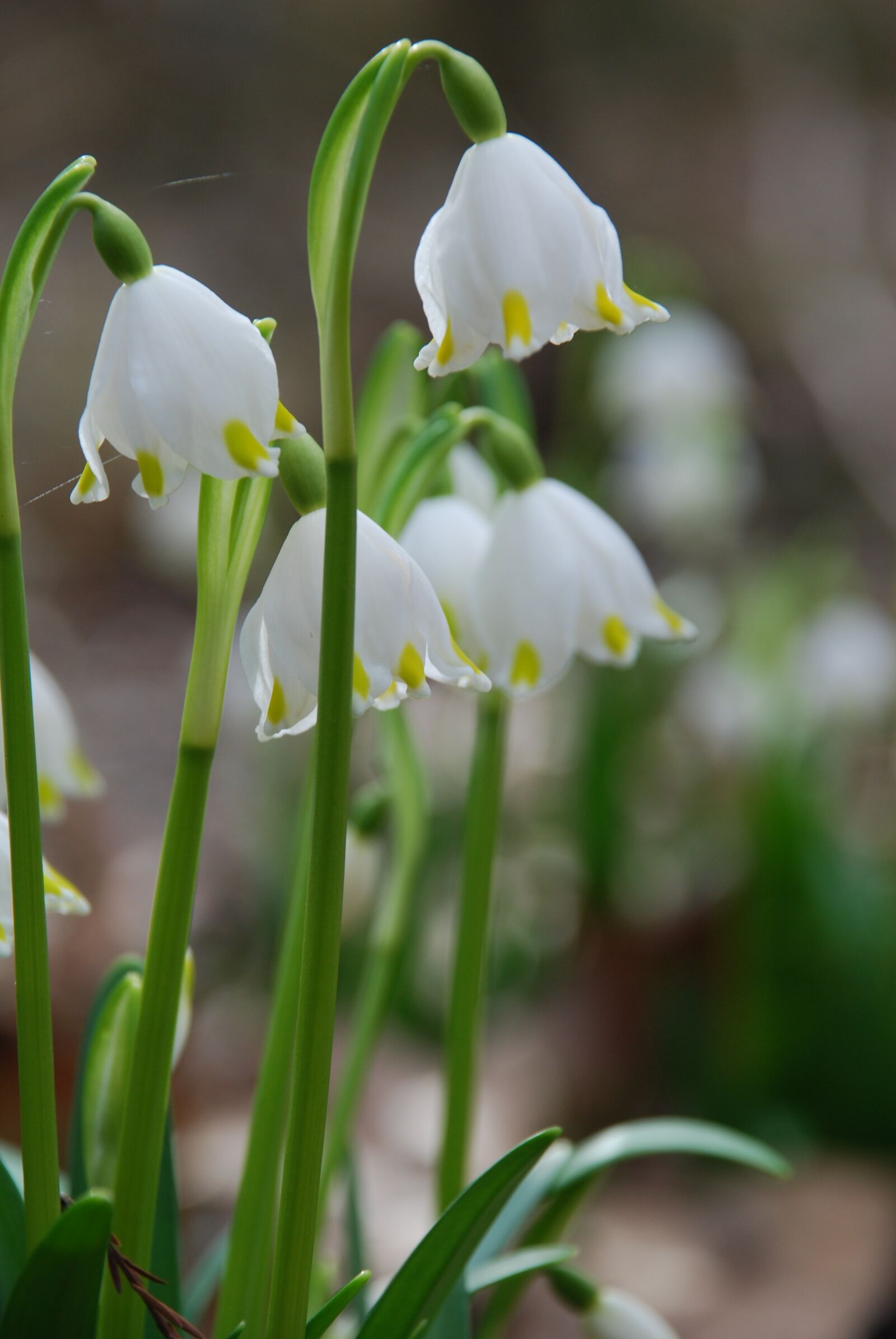 Nikon D80 sample photo. Nature, plant, flower photography