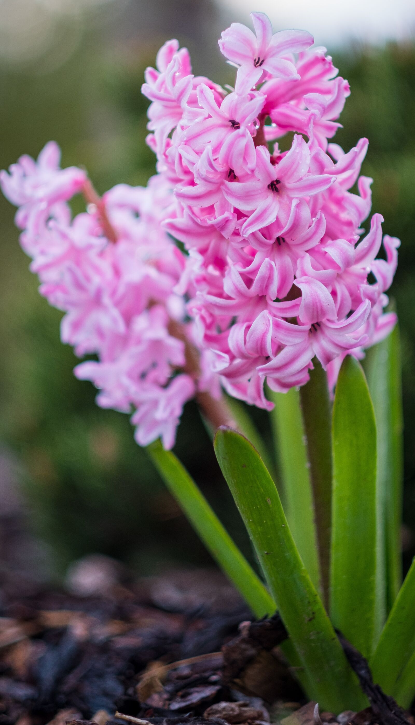 Fujifilm X-T2 + Fujifilm XF 56mm F1.2 R sample photo. Nature, flower, plant photography