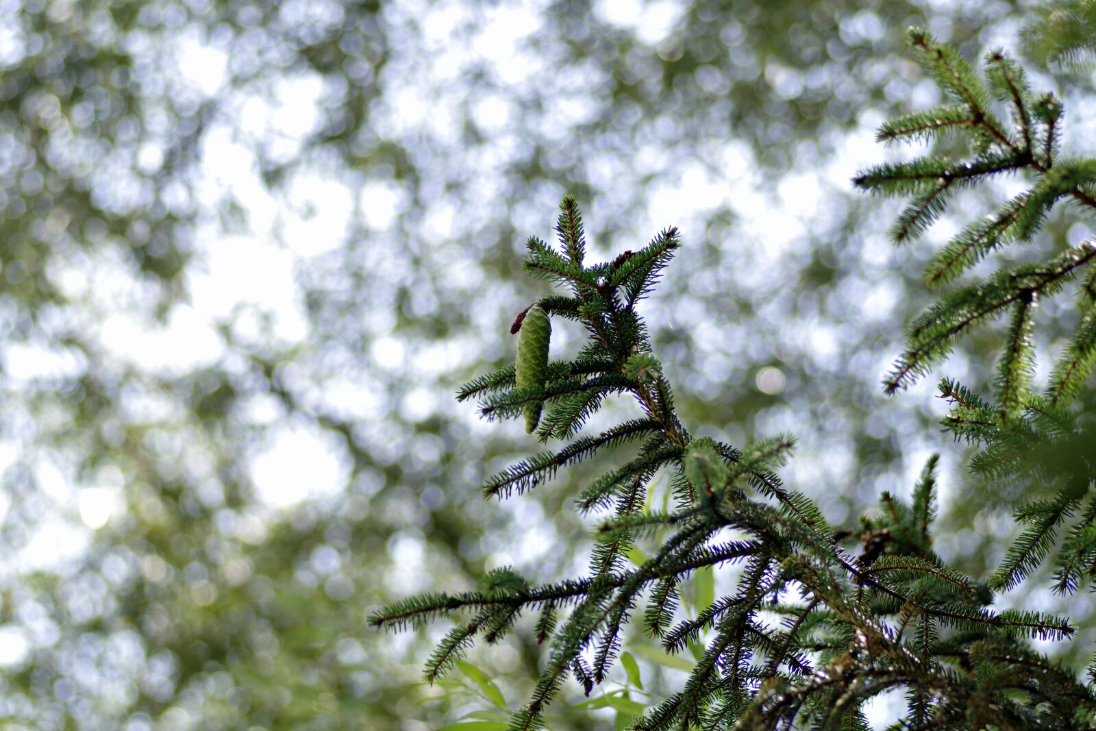 Pentax K-S2 sample photo. Spruce, coniferous, twigs photography