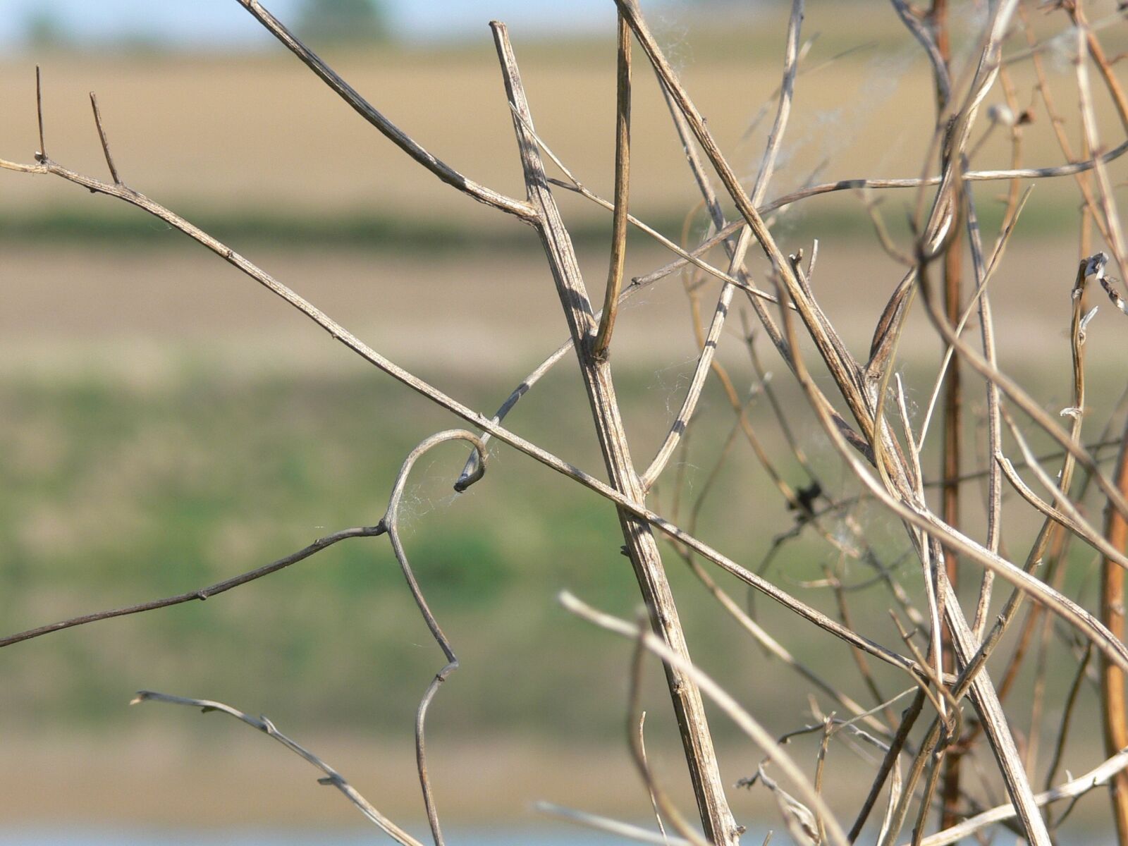 Panasonic DMC-FZ30 sample photo. Twig, sprig, herb photography