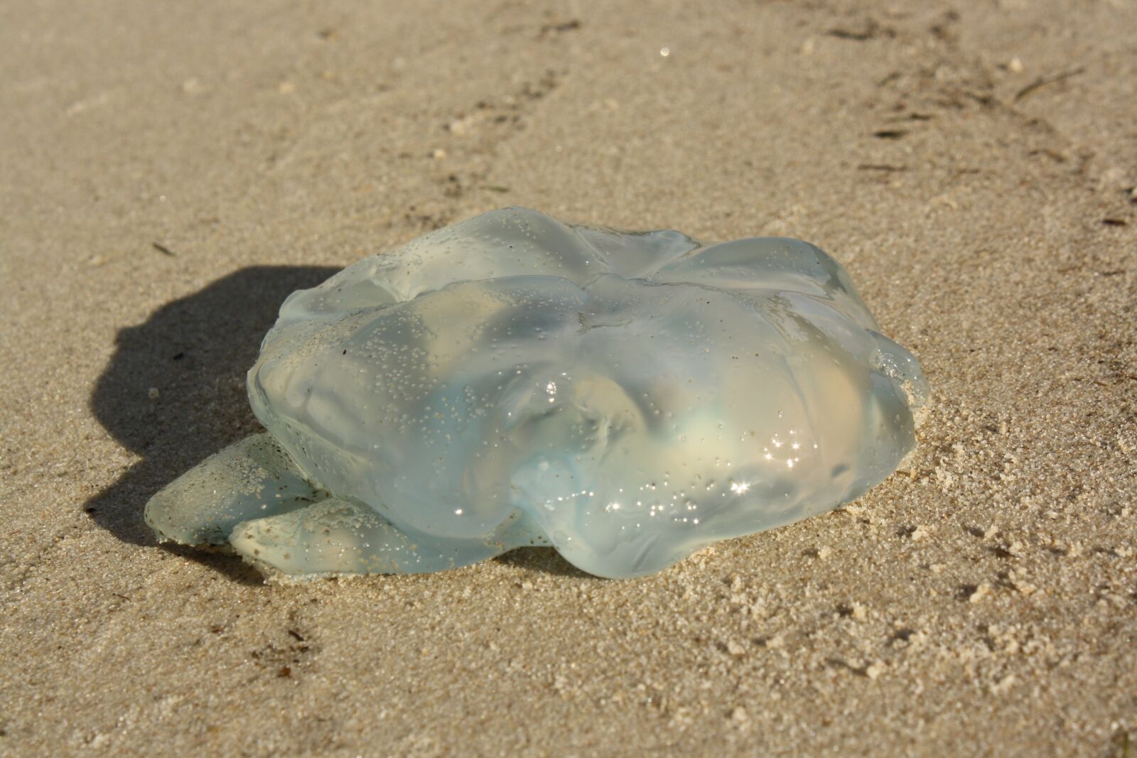 Canon EOS 1000D (EOS Digital Rebel XS / EOS Kiss F) sample photo. Blue blubber jellyfish, australia photography