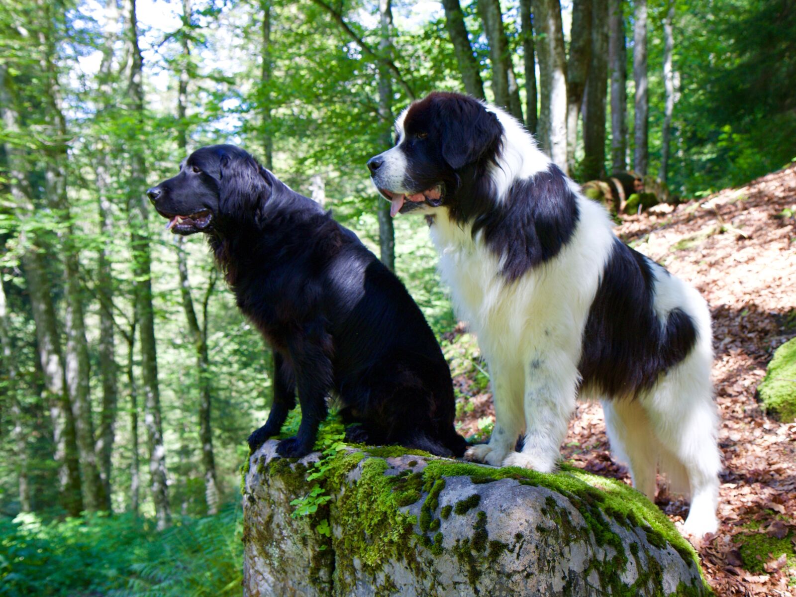 Canon EOS 70D sample photo. Flat coated retriever, landseer photography
