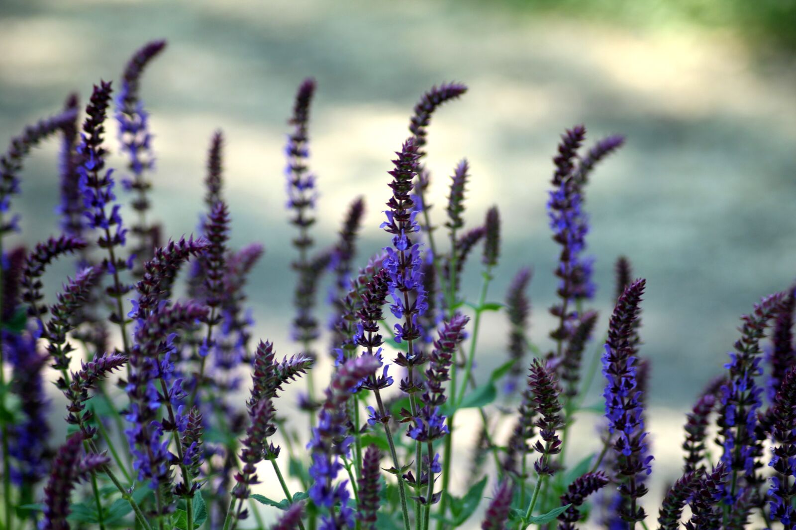Canon EOS 1200D (EOS Rebel T5 / EOS Kiss X70 / EOS Hi) sample photo. Sage, sage pubescent, plant photography