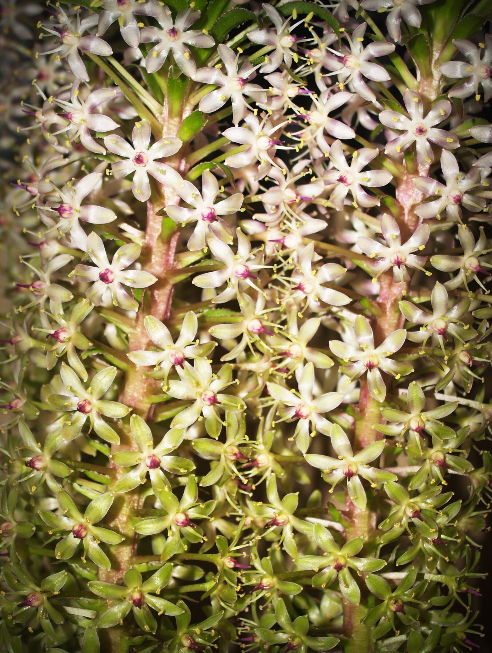 Olympus E-300 (EVOLT E-300) sample photo. Flower, orchid, tropical photography