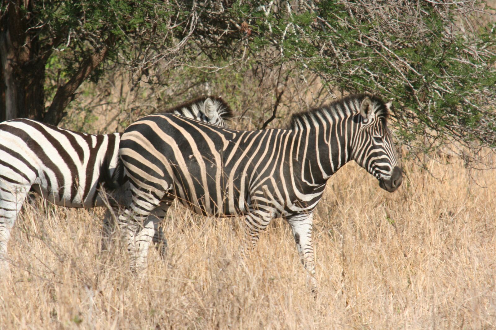 Canon EOS 350D (EOS Digital Rebel XT / EOS Kiss Digital N) sample photo. Zebra, botswana, africa photography
