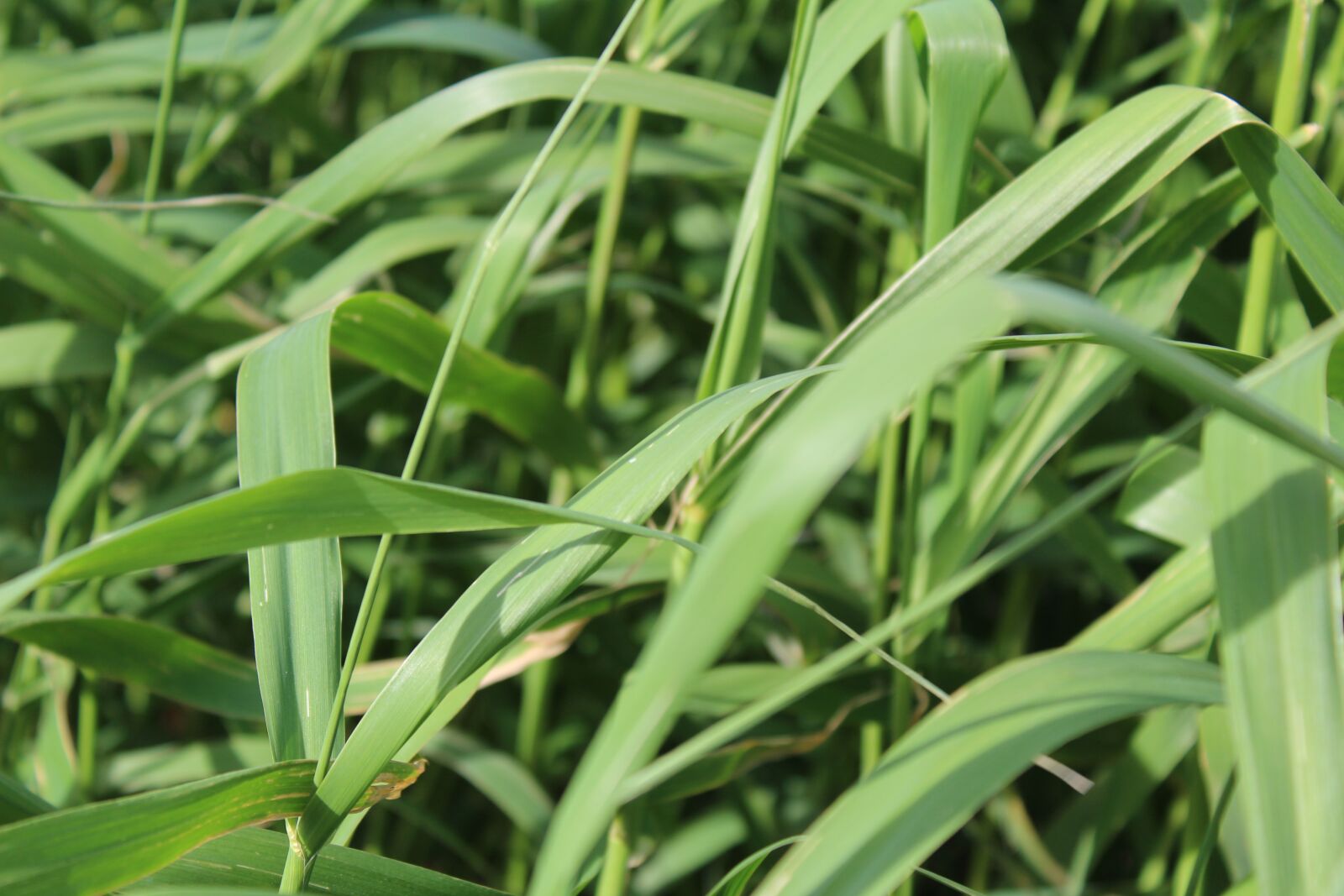 Canon EOS 1300D (EOS Rebel T6 / EOS Kiss X80) sample photo. Plant, leaf, nature photography