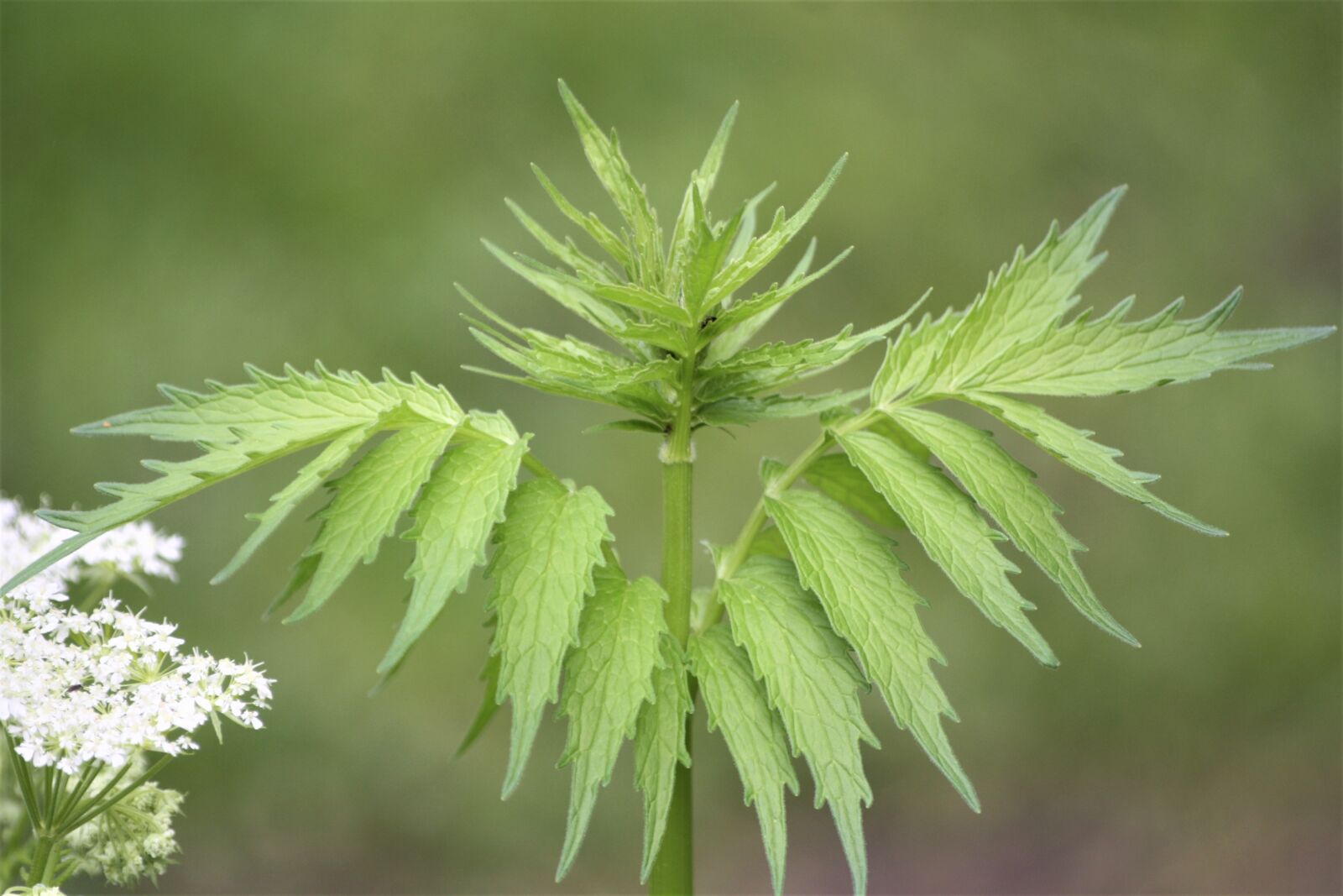 Canon EOS 1000D (EOS Digital Rebel XS / EOS Kiss F) sample photo. Fern, leaves, spring photography