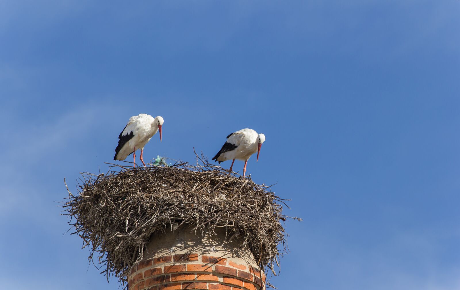 Canon EOS 550D (EOS Rebel T2i / EOS Kiss X4) sample photo. Storks, chimney, algarve photography