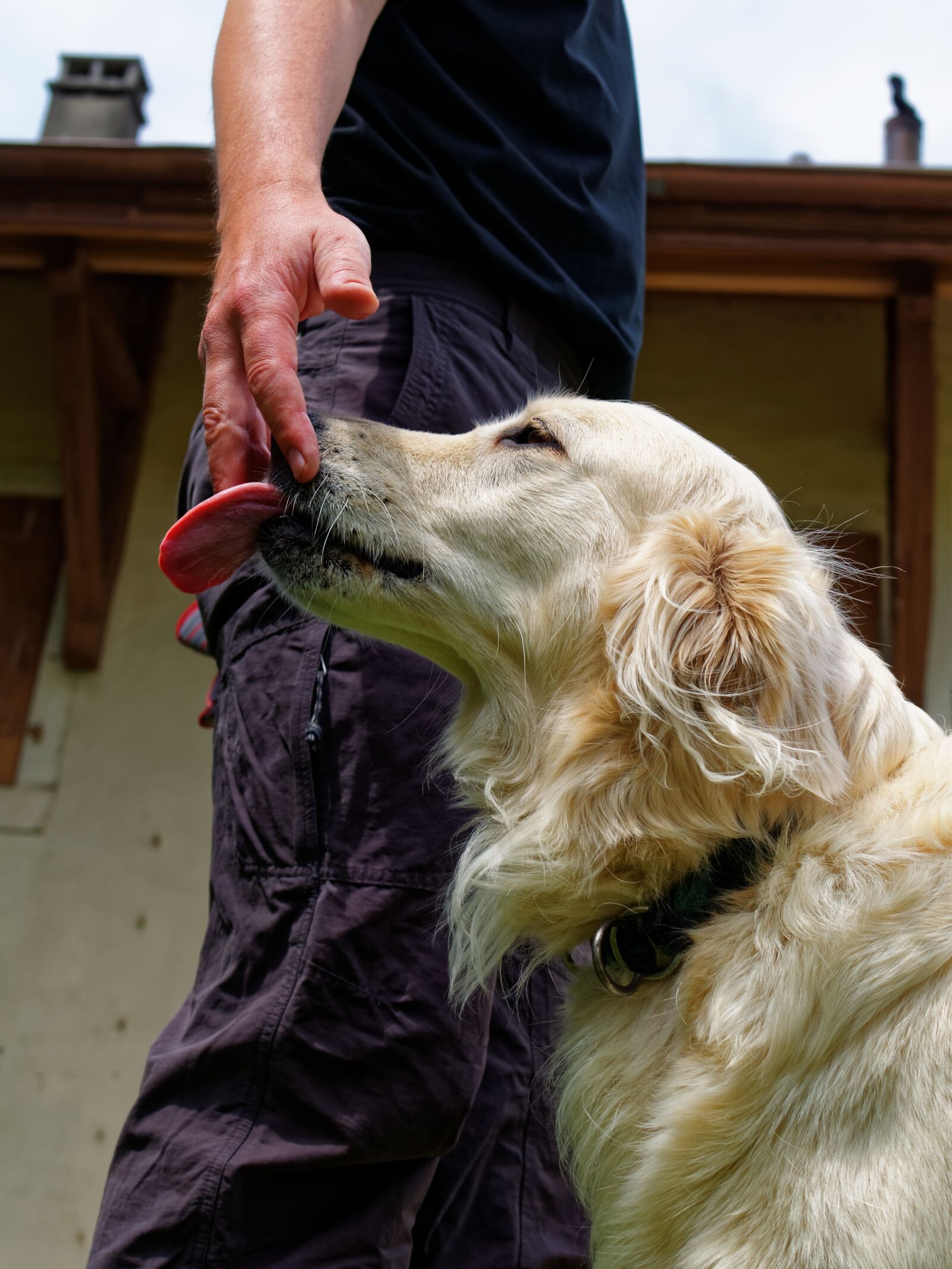 Nikon D5000 sample photo. Dog, licks, master photography