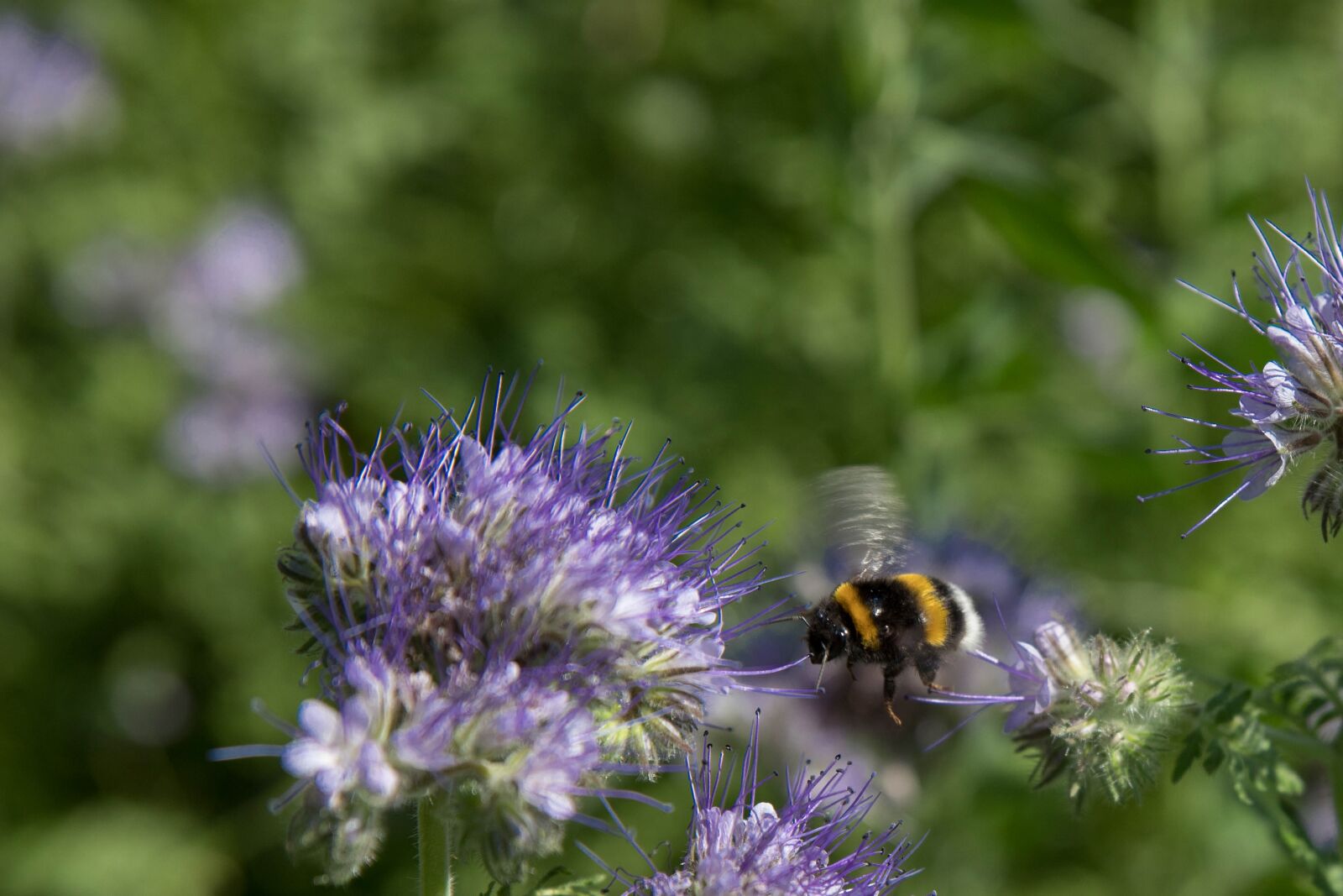 Canon EOS 6D Mark II sample photo. Bee, flower, flowers photography