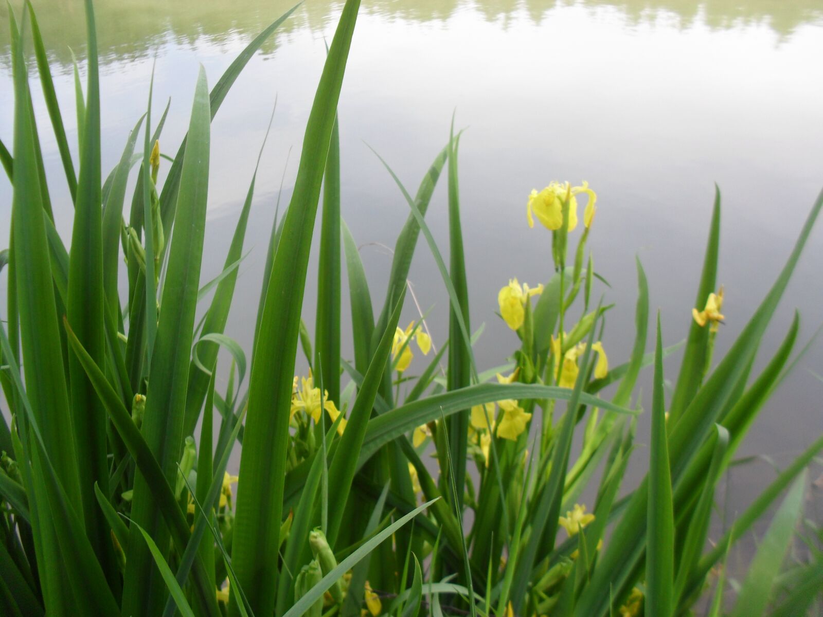Samsung ES60 / VLUU ES60 /  SL105 /  ES63 sample photo. Flowers, water, nature photography