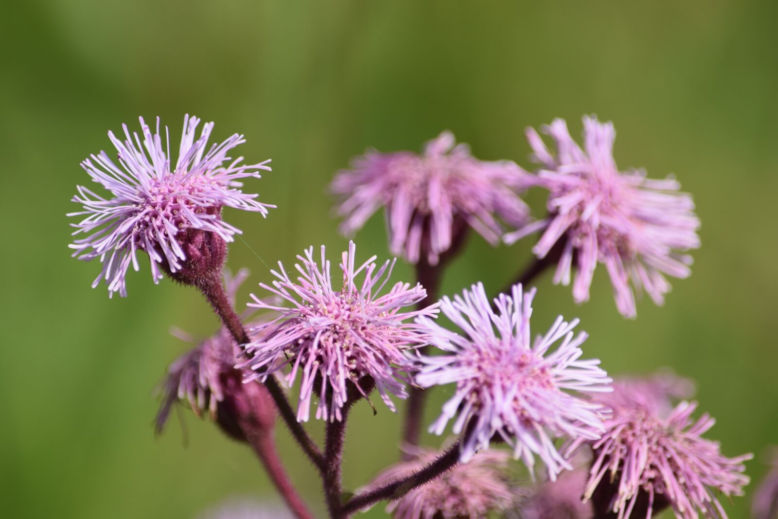 Nikon D5300 sample photo. Flower, desabrocar, spring photography