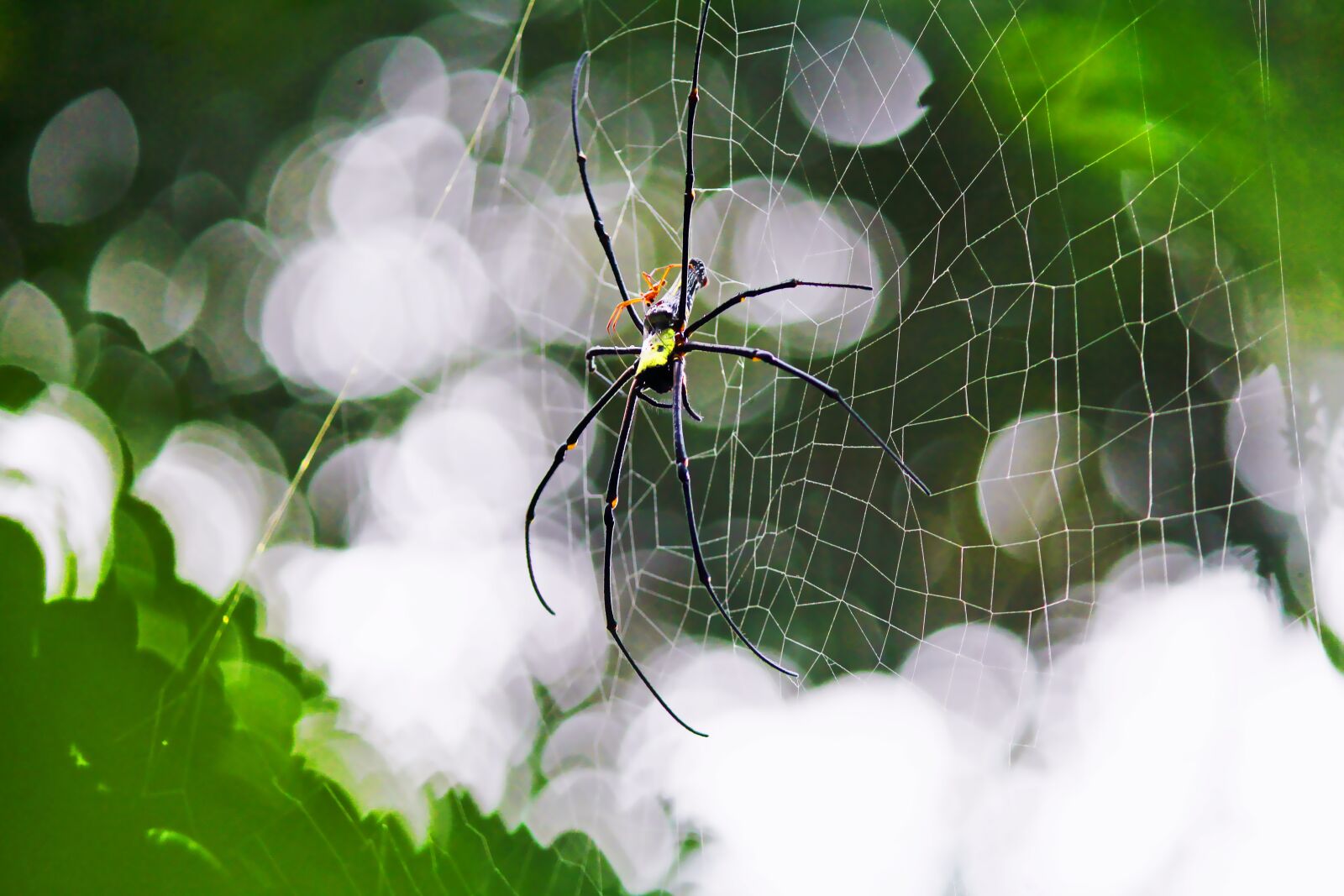 Canon EOS 1200D (EOS Rebel T5 / EOS Kiss X70 / EOS Hi) sample photo. Spider, spider web, web photography