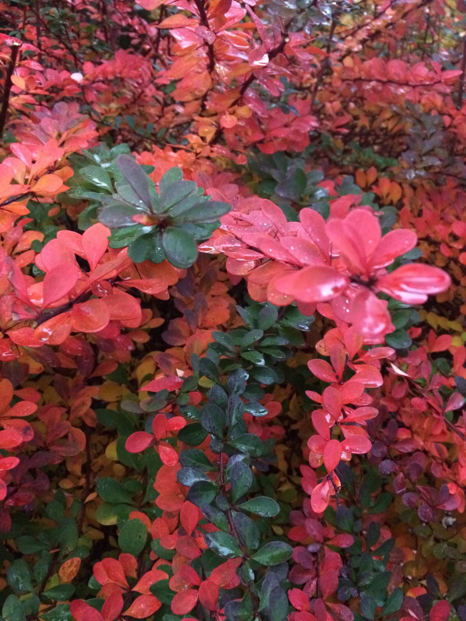 iPhone 5s back camera 4.15mm f/2.2 sample photo. Barberry, bush, bloom photography