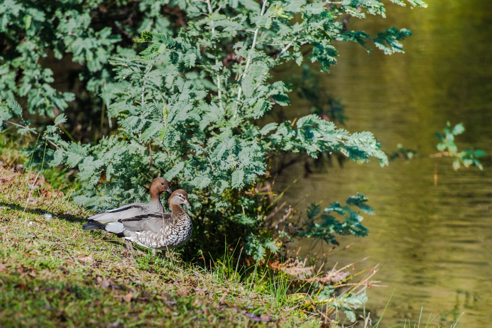 Nikon D750 sample photo. Australian wood duck, maned photography