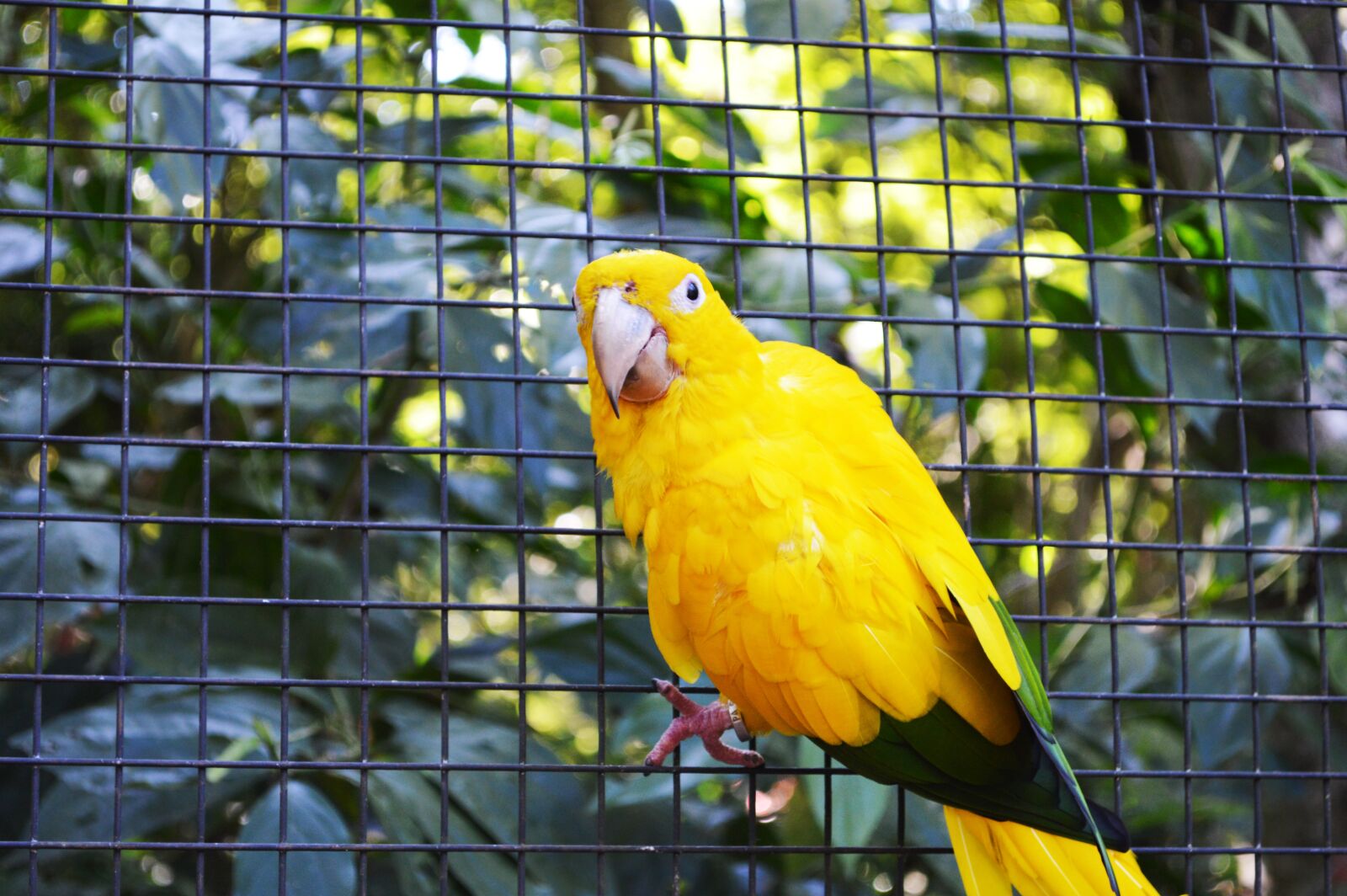 Nikon D3200 sample photo. Parakeet, bird, parrot photography