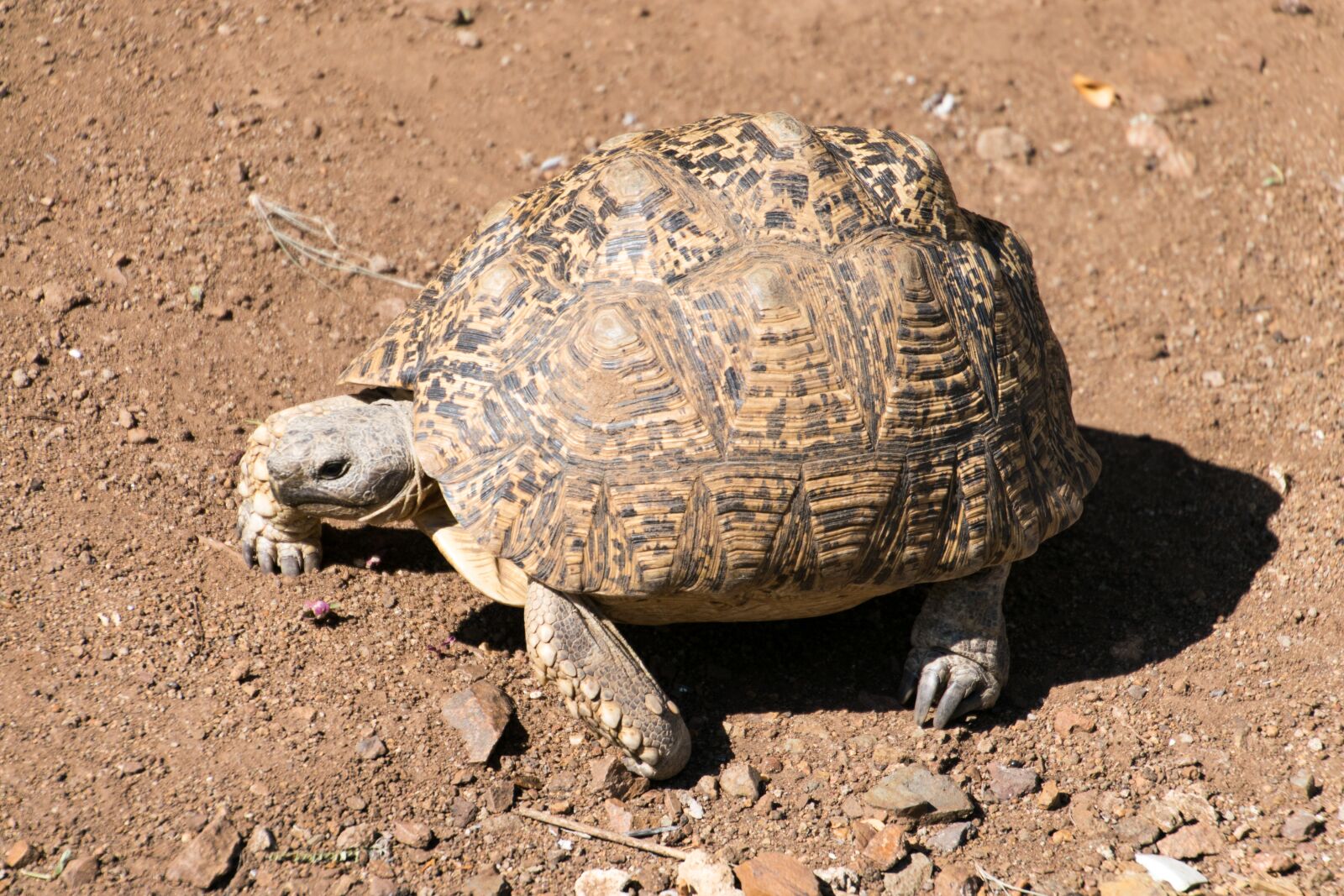 Nikon D5300 sample photo. Turtle, leopard tortoise, testudinidae photography
