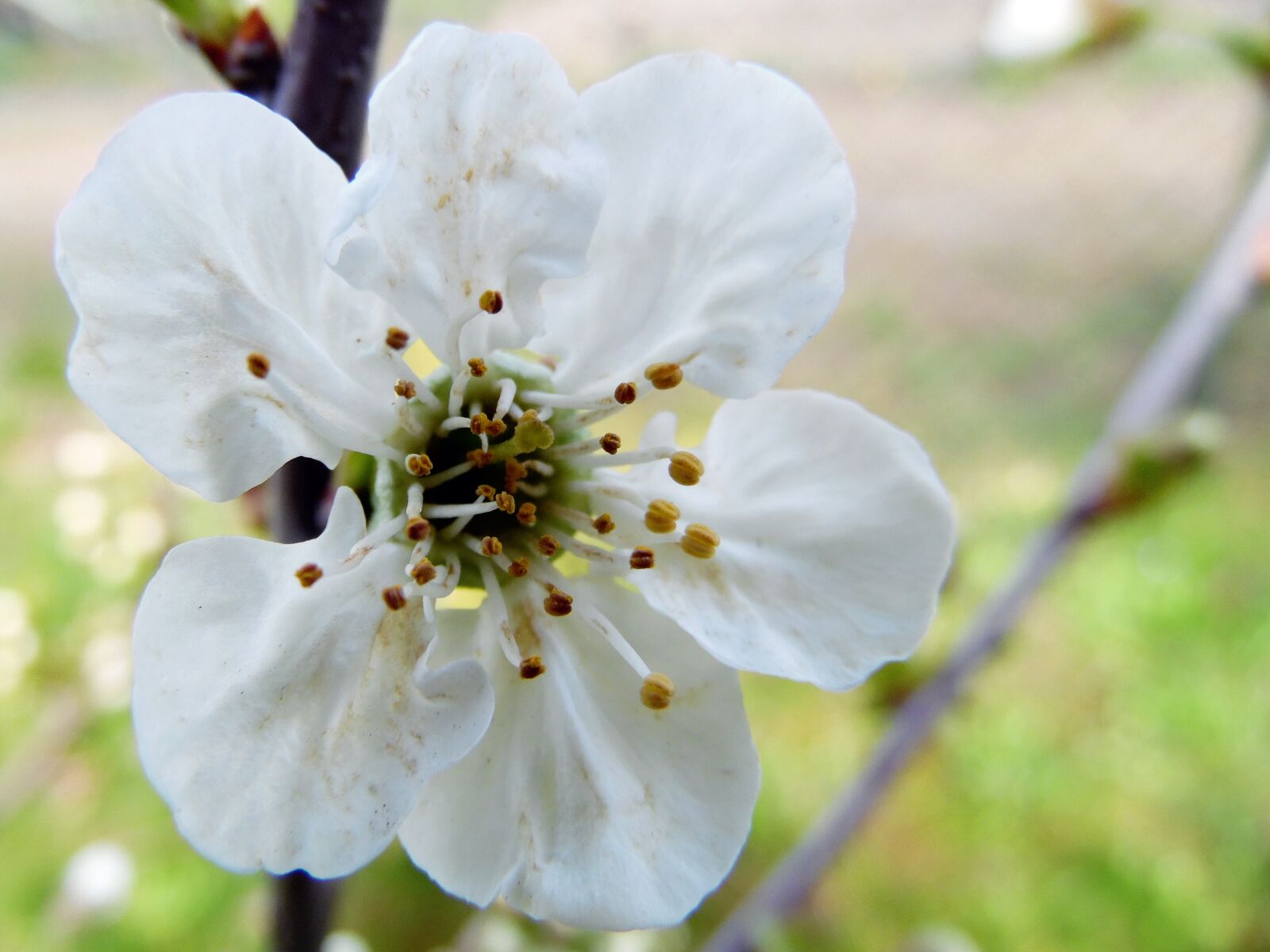 Samsung WB1100F/WB1101F/WB1102F sample photo. Flower, appletree, spring photography