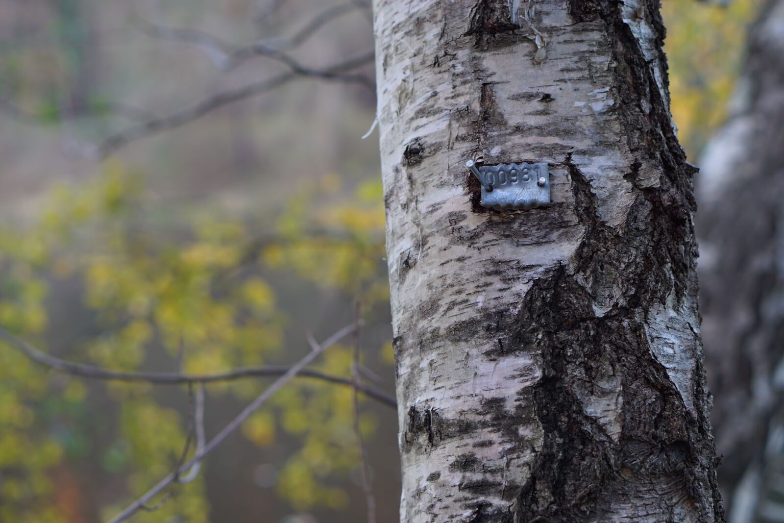 Sony E 50mm F1.8 OSS sample photo. Nature, number, sign, tree photography