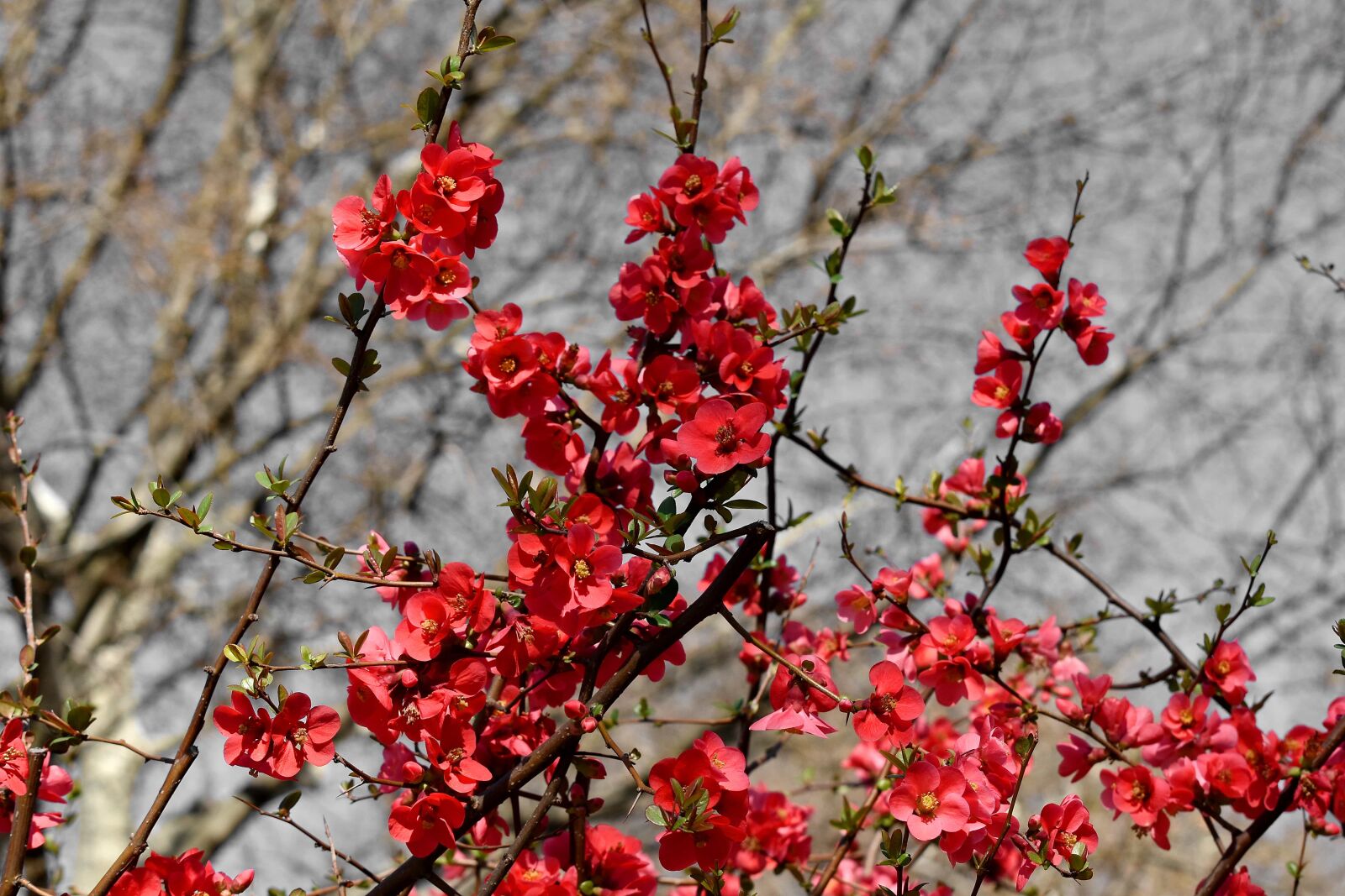 Nikon D5500 sample photo. Bushes, flower bud, flower photography
