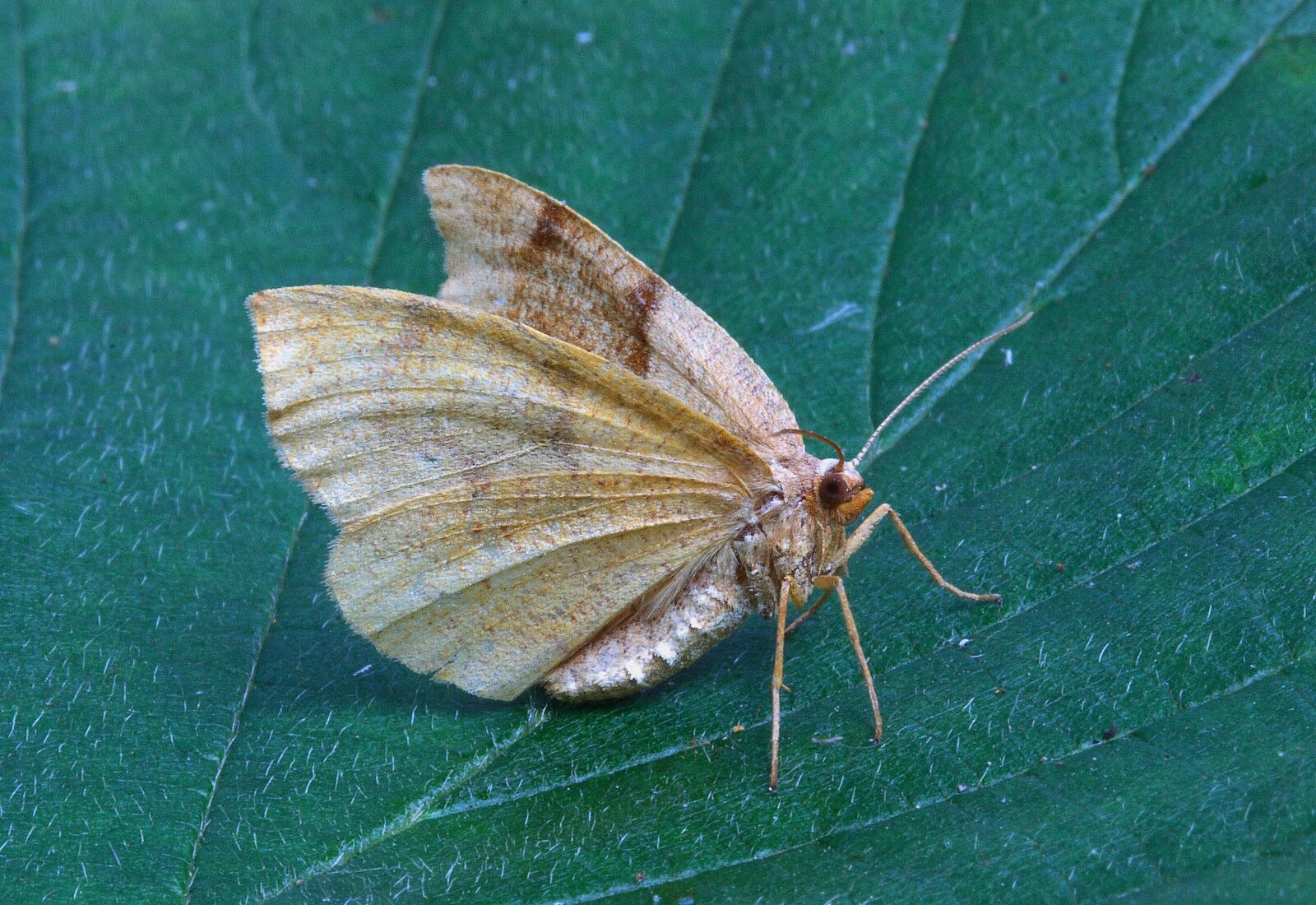 Canon EOS 400D (EOS Digital Rebel XTi / EOS Kiss Digital X) sample photo. Moth, close up, nature photography