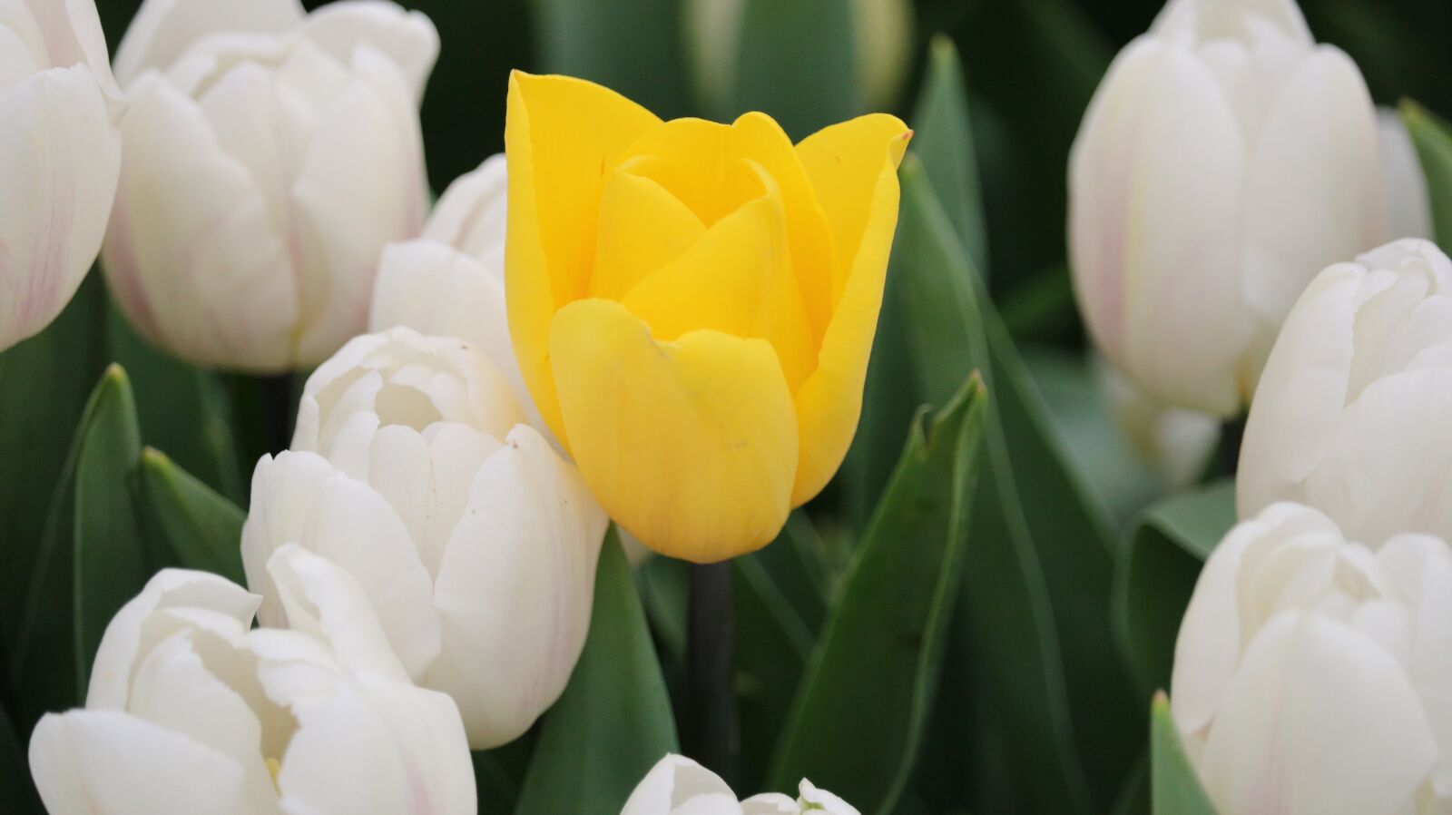 Canon EOS 750D (EOS Rebel T6i / EOS Kiss X8i) sample photo. Tulip, flower, nature photography
