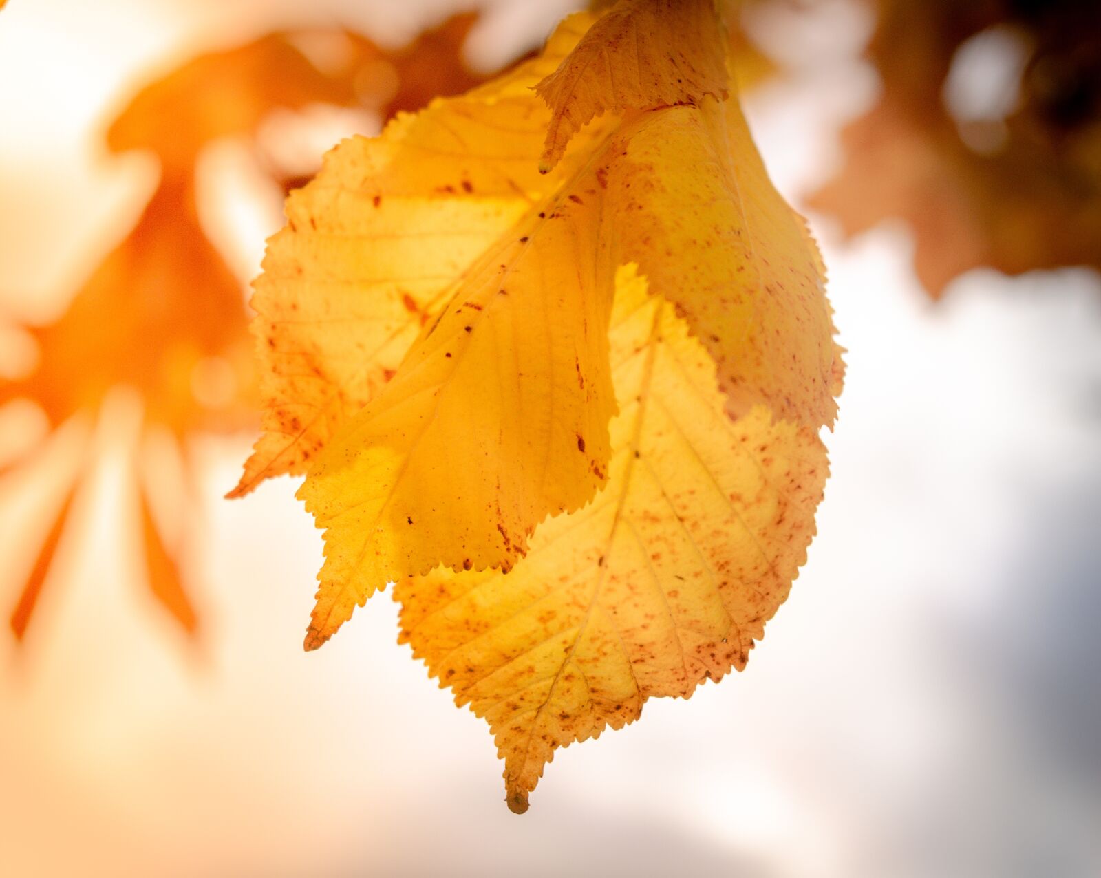 Nikon D3400 sample photo. Nature, leaves, leaf photography