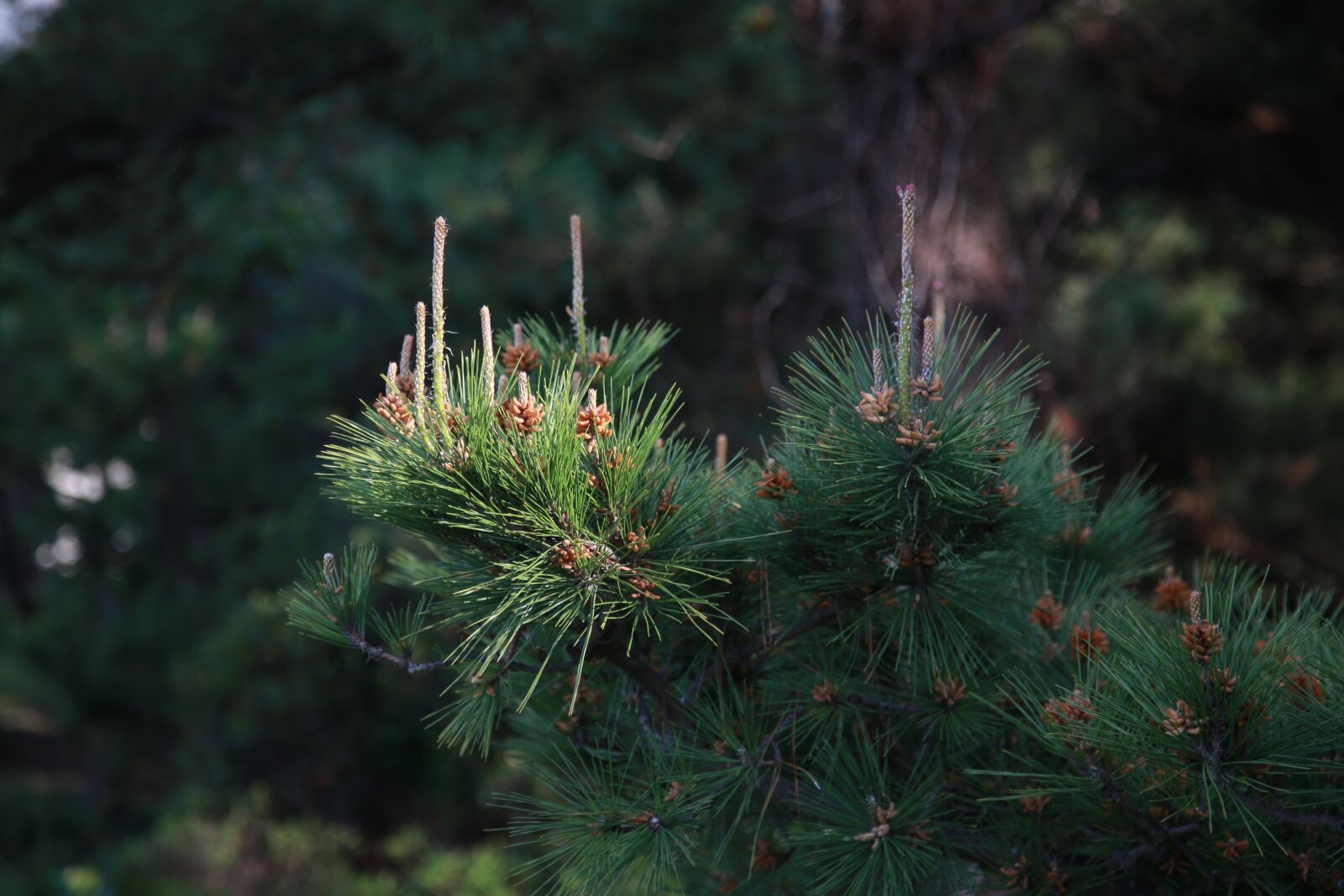Canon EOS 6D + Canon EF 24-105mm F4L IS USM sample photo. Pine needles, wood, nature photography