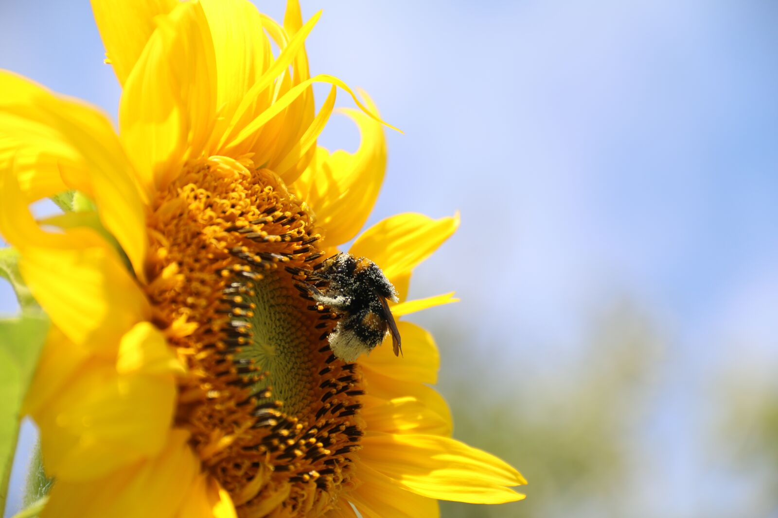 Canon EOS 70D + Canon EF-S 18-135mm F3.5-5.6 IS sample photo. Sunflower, flower, bee photography