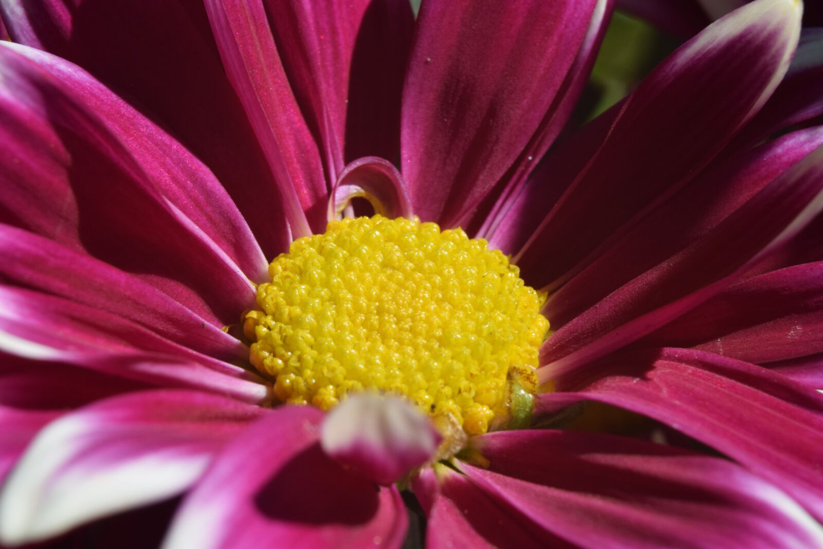Nikon D5300 sample photo. Flower, spring, plant photography