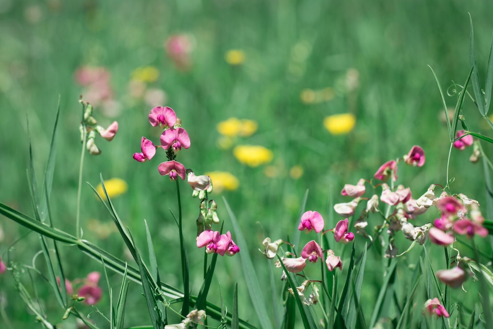Nikon D7100 sample photo. Meadow, natural lawn, green photography