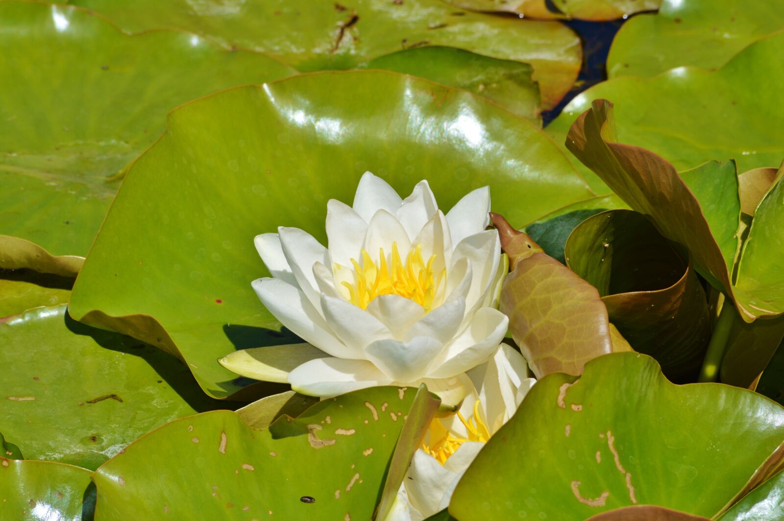 Nikon D3200 sample photo. Water lily, rose, flower photography
