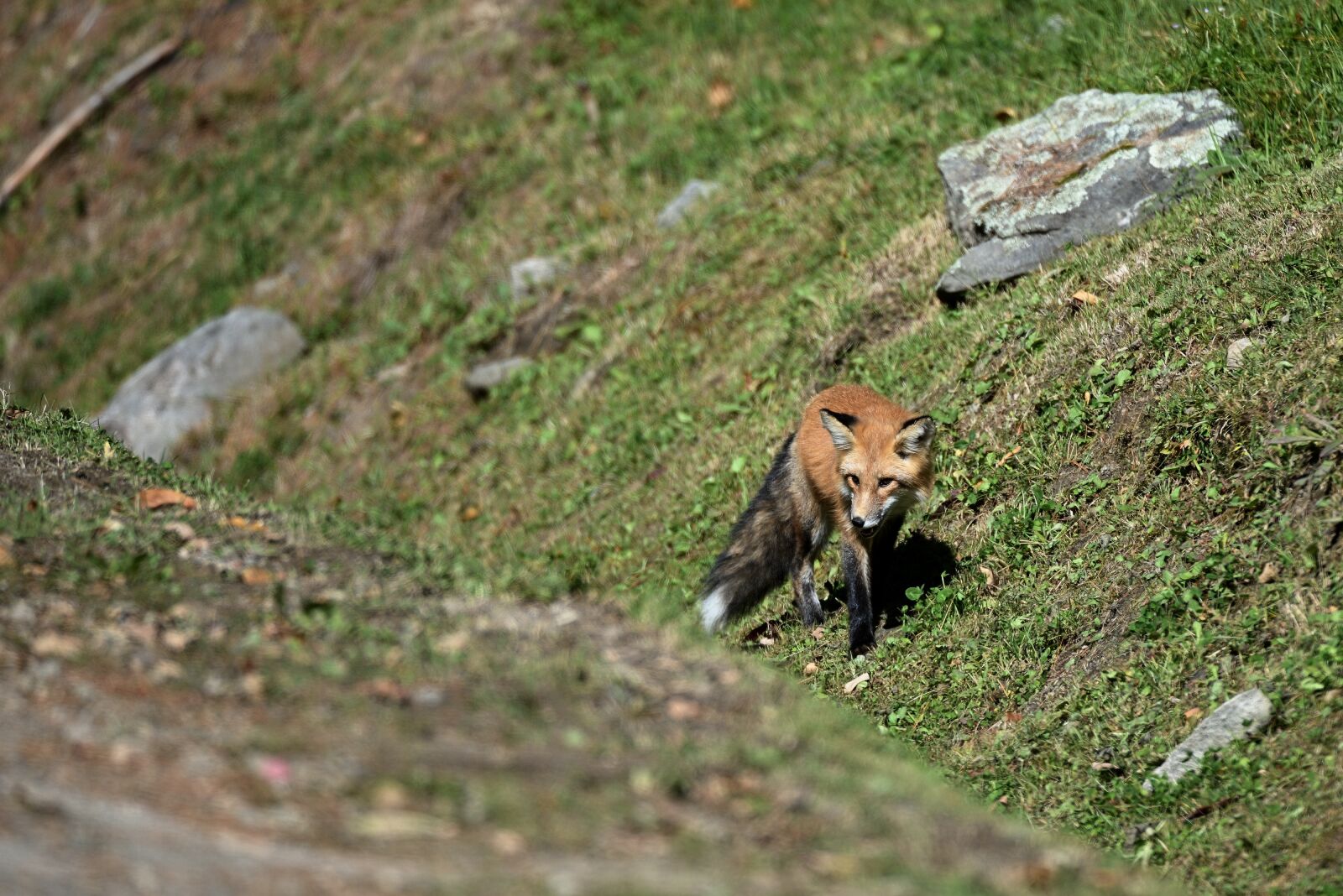 Nikon D810 sample photo. Fox, road, predator photography