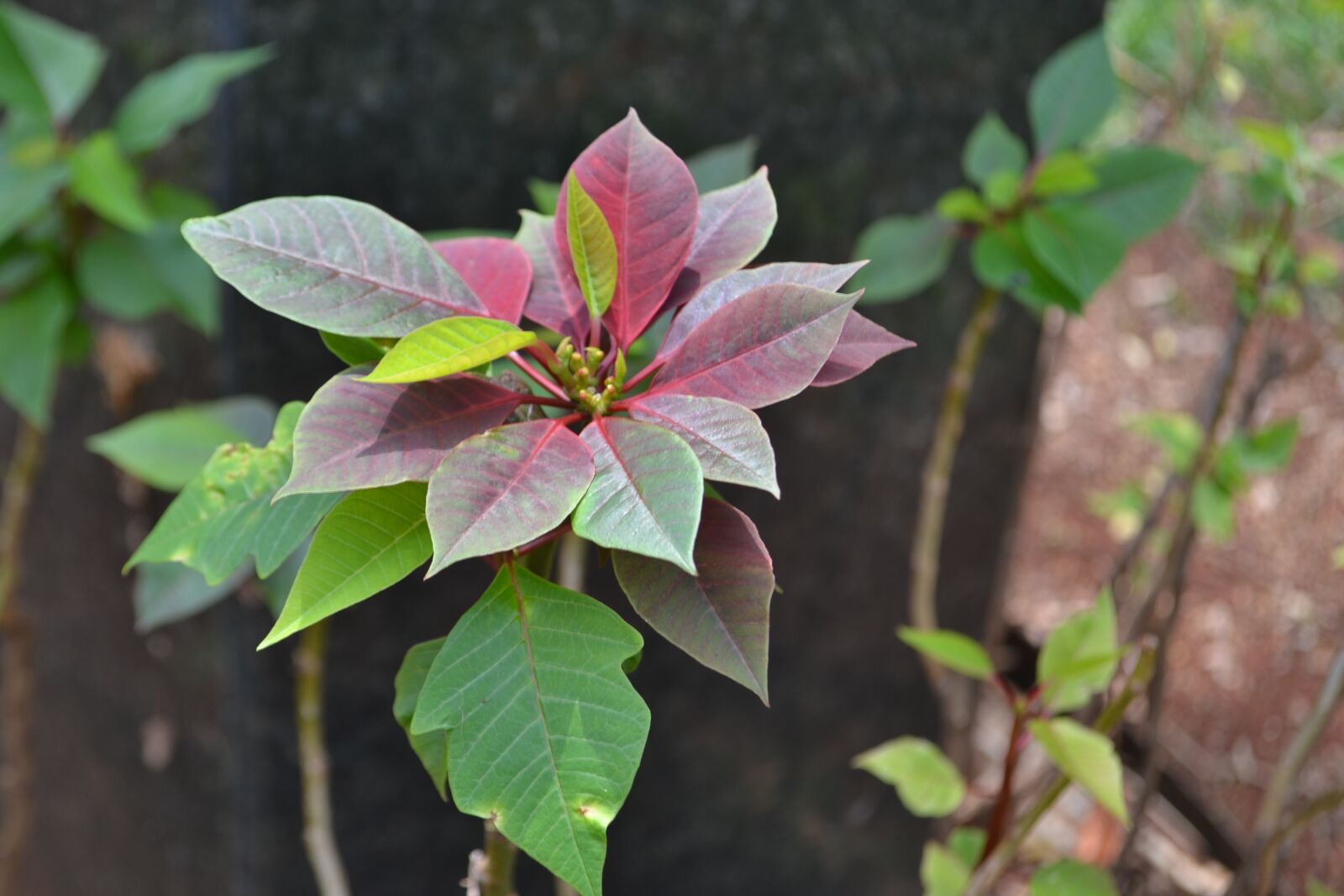 Nikon D3100 sample photo. Flower, nature, flowers photography