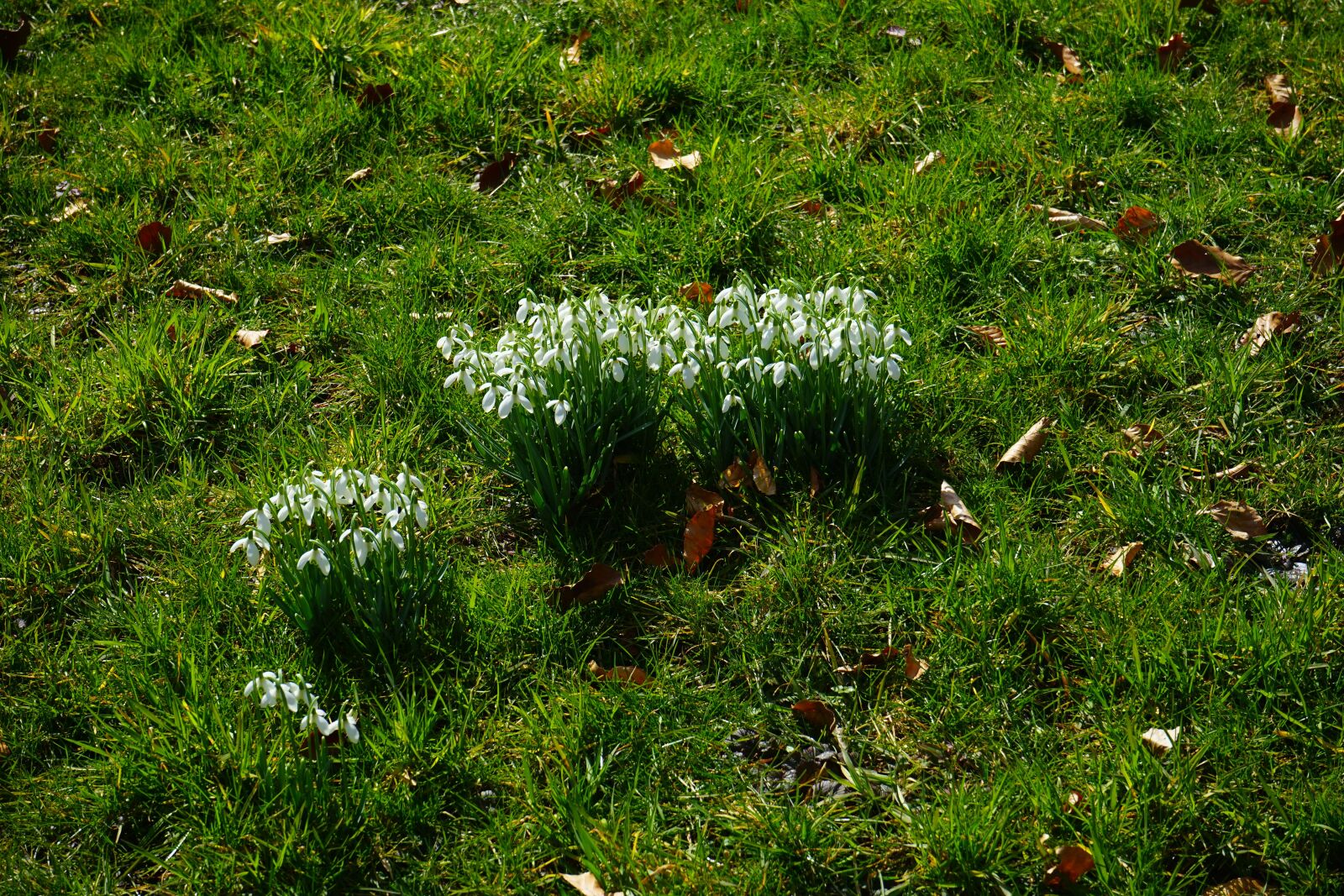 Sony a7 + Sony FE 28-70mm F3.5-5.6 OSS sample photo. Snowdrop, snowdrop clump, tufts photography