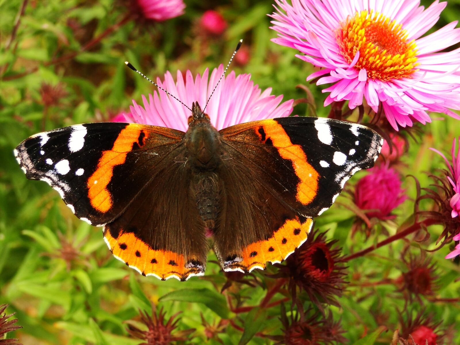 Sony Cyber-shot DSC-HX1 sample photo. Nature, butterfly day, insect photography