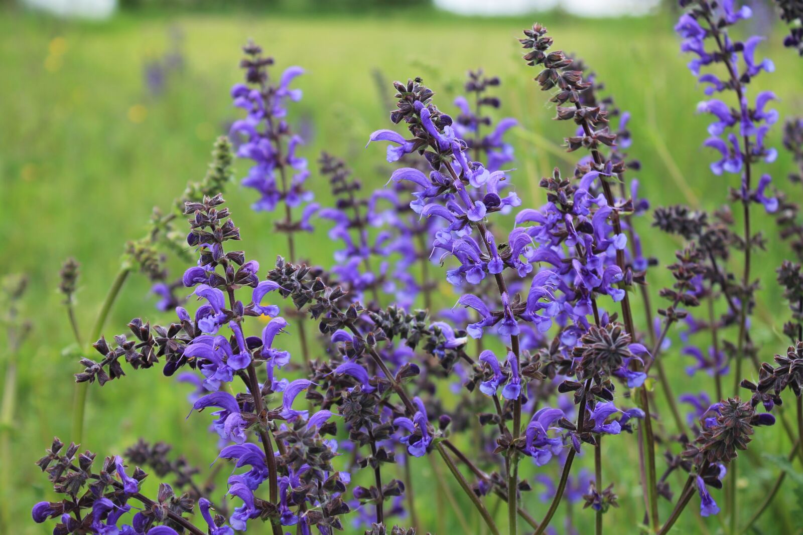Canon EOS 1100D (EOS Rebel T3 / EOS Kiss X50) sample photo. Wild flower, wild sage photography