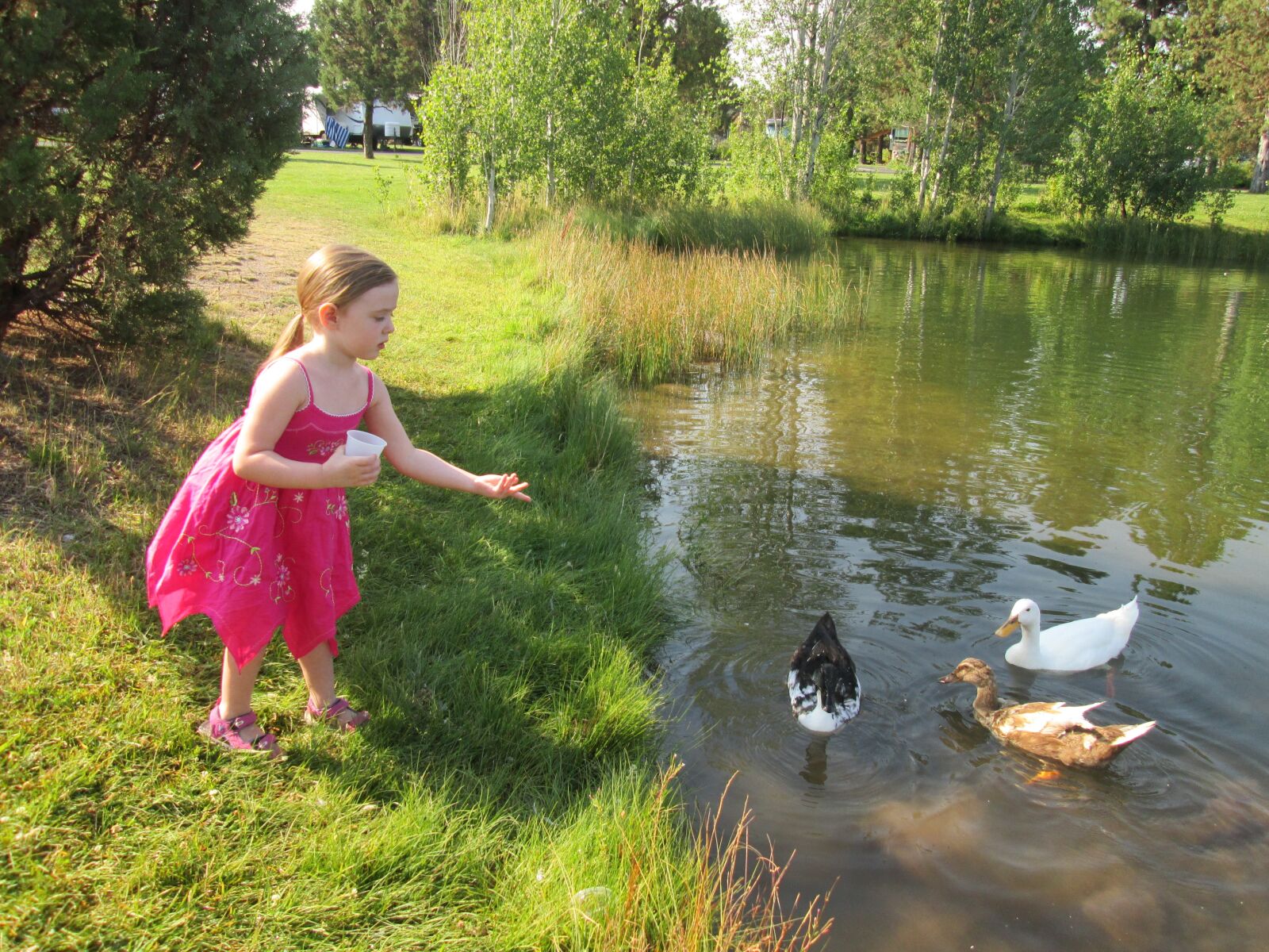 Canon PowerShot A2500 sample photo. Girl feeding ducks, duck photography