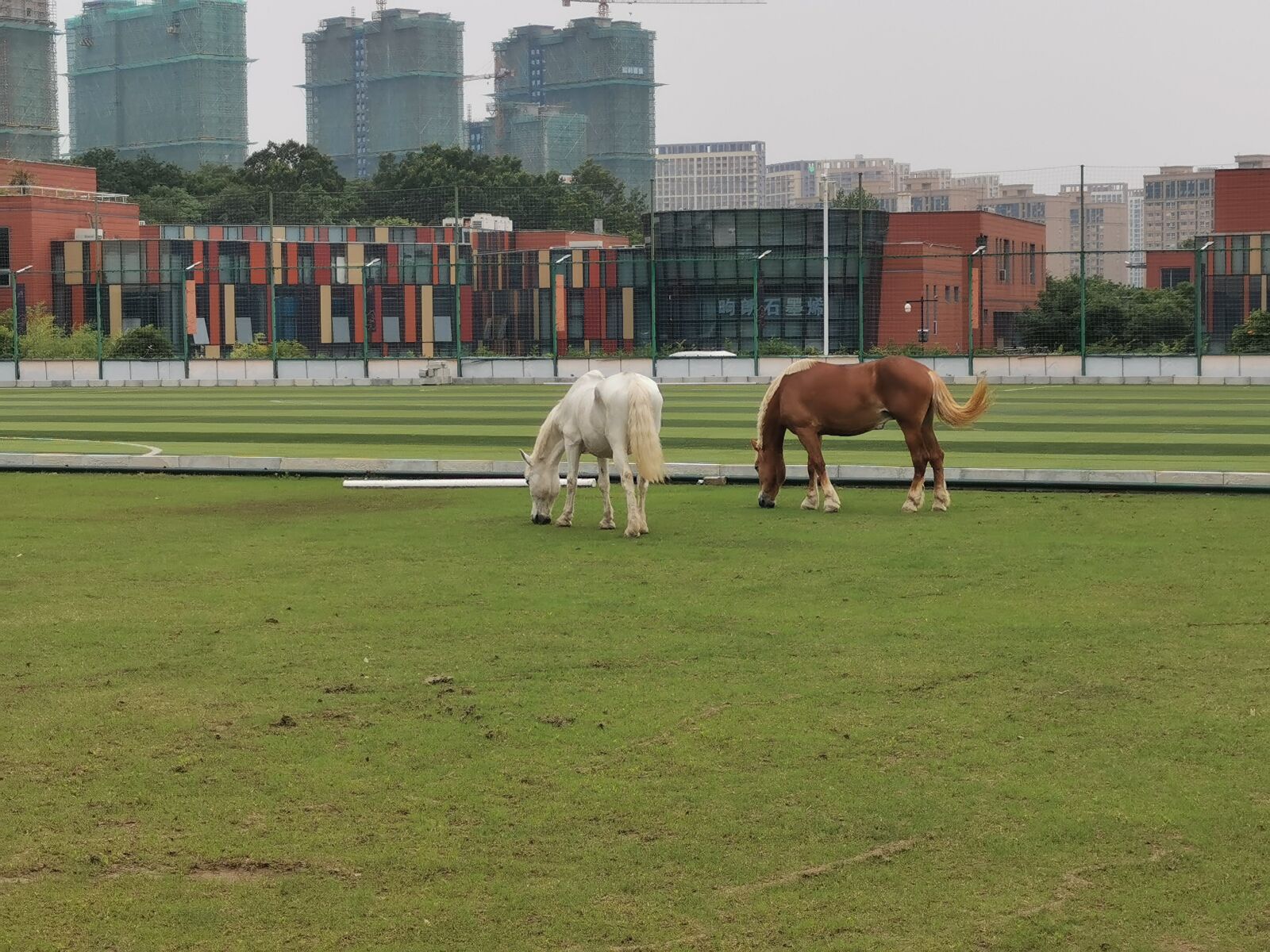 HUAWEI P30 sample photo. Horse, eating grass, nanjing photography