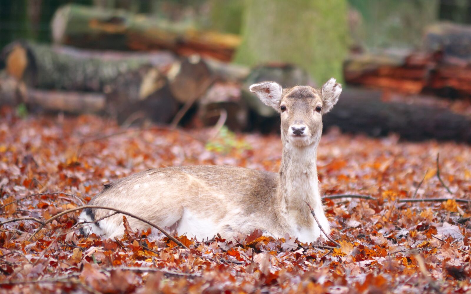 Panasonic Lumix DMC-GX7 sample photo. Nature, fauna, animal photography