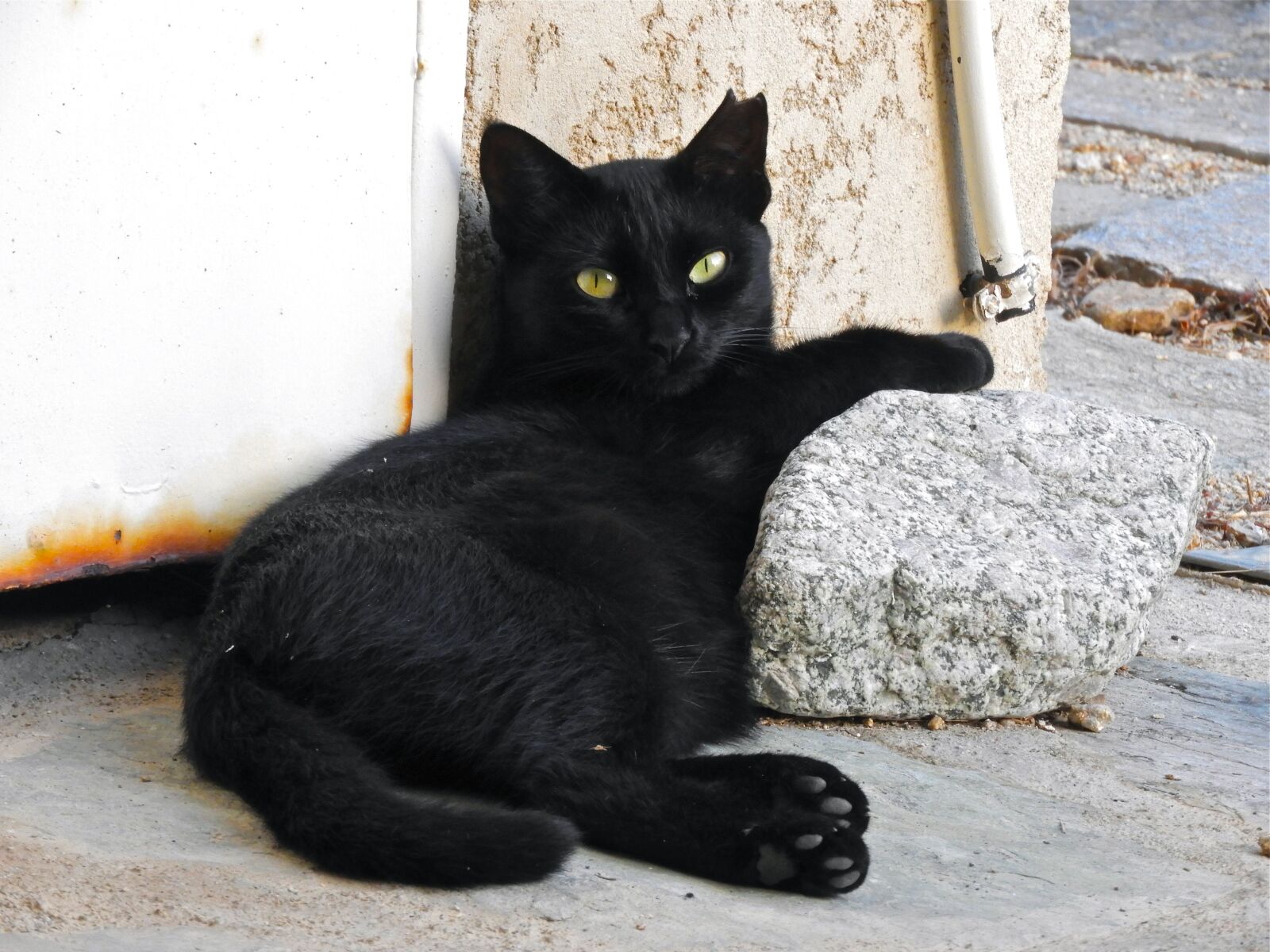 Nikon Coolpix B700 sample photo. Cat, portrait, animal photography