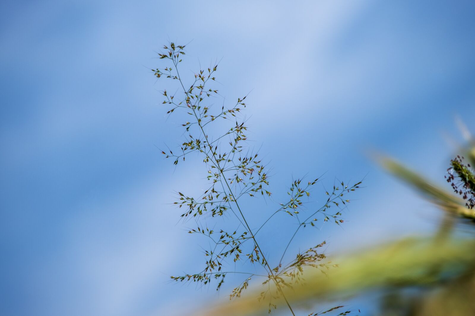 Fujifilm X-T3 sample photo. Grass, nature, wild plant photography